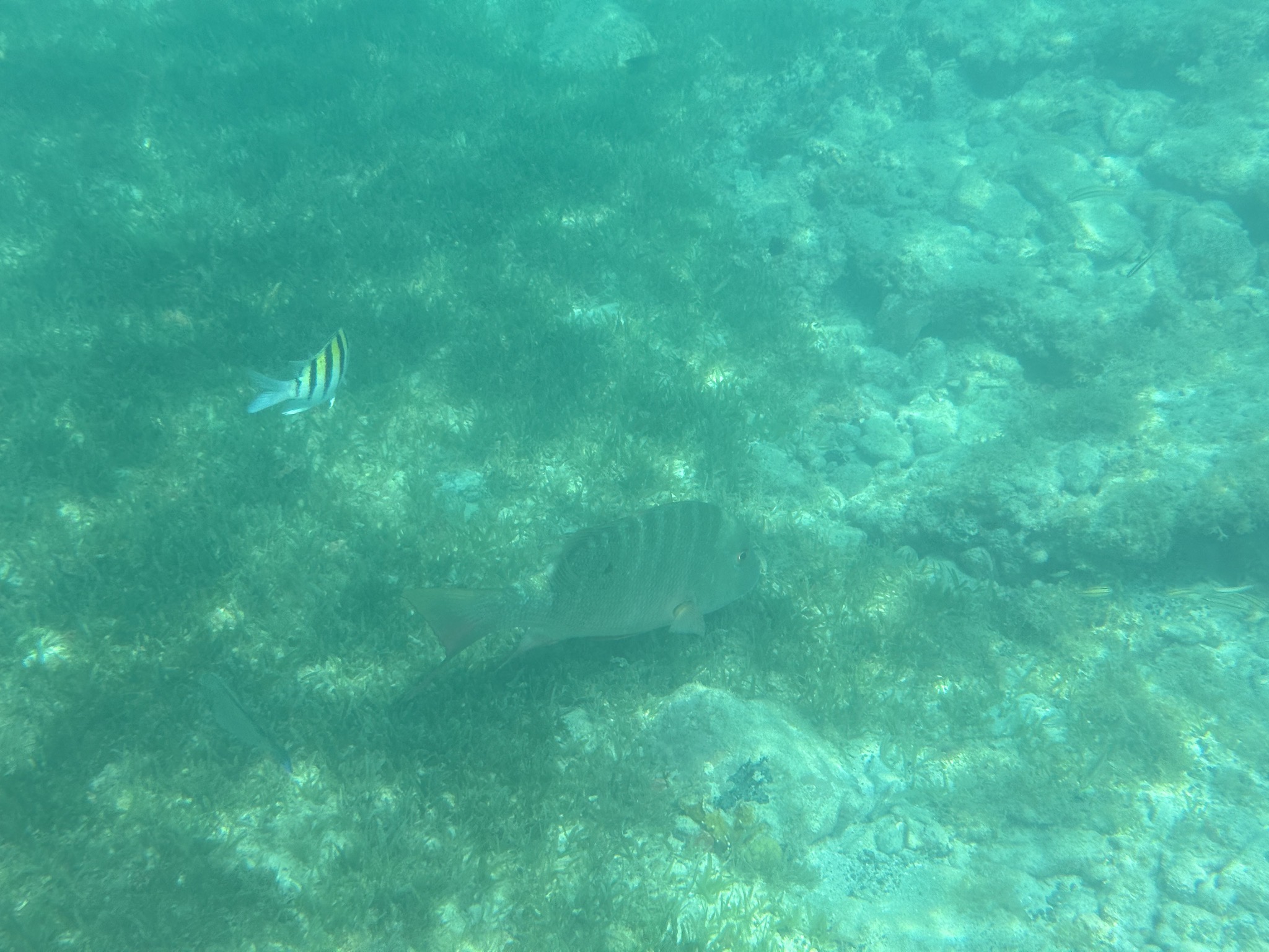 Fish