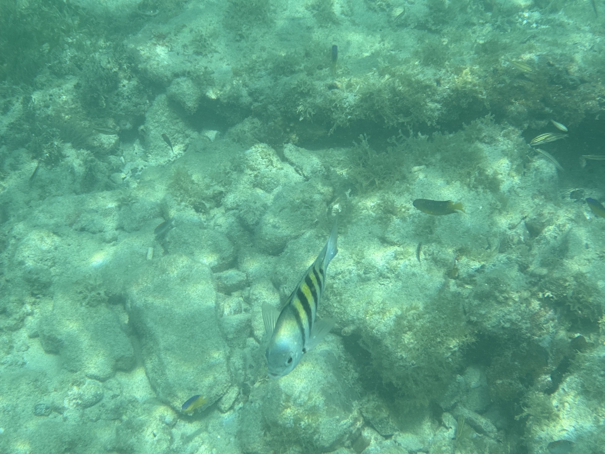Fish
