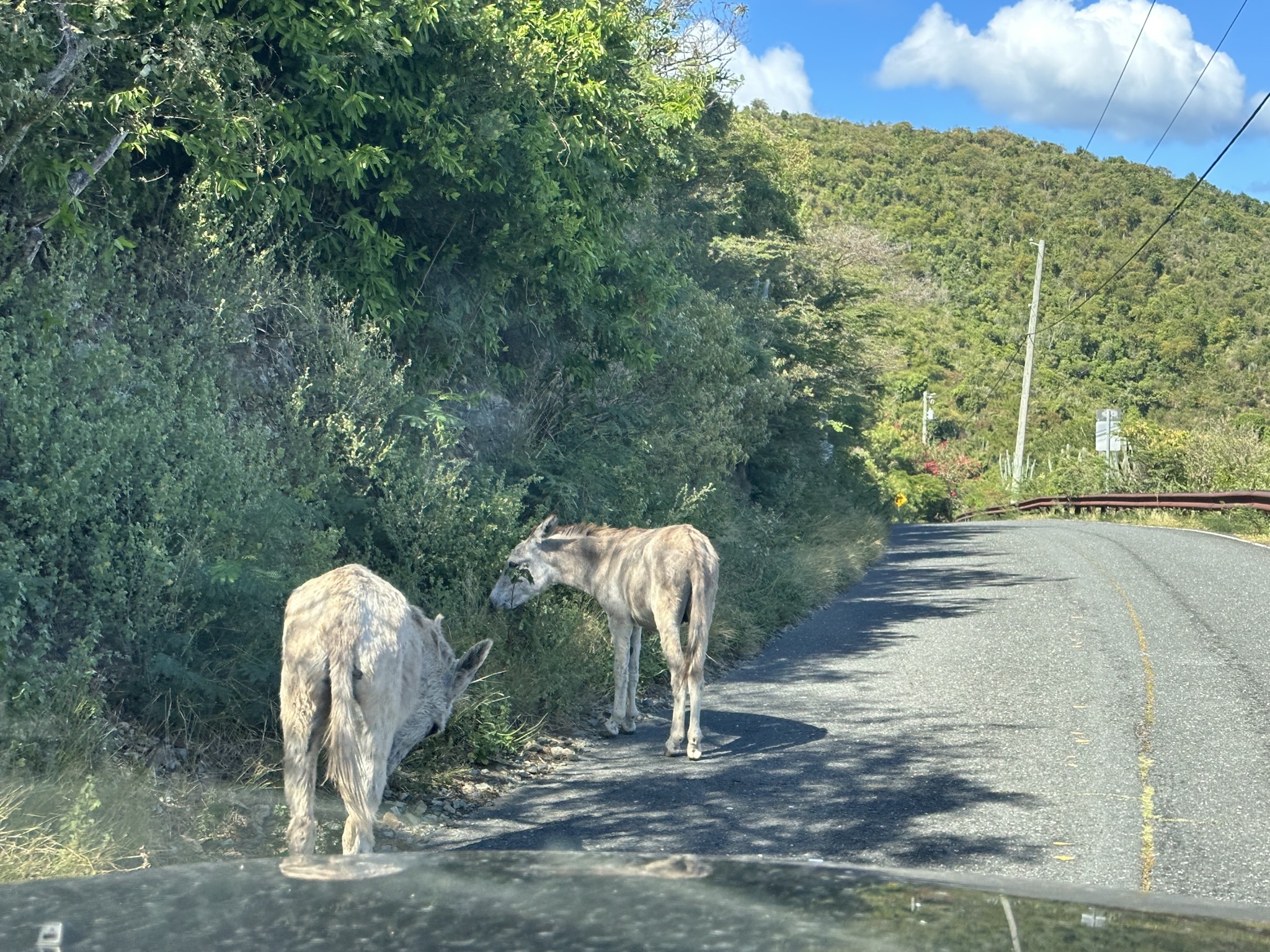 Donkeys