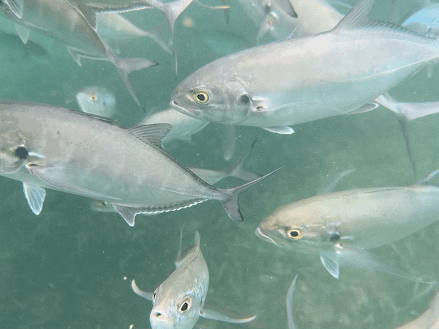 Fish