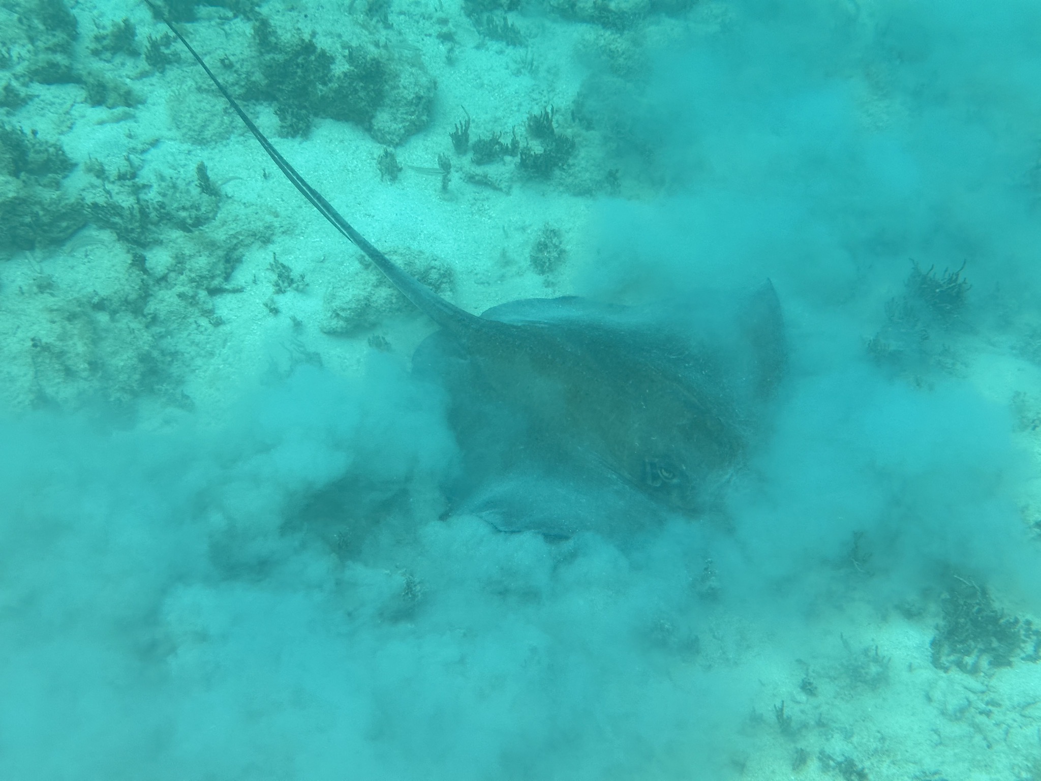 Stingray