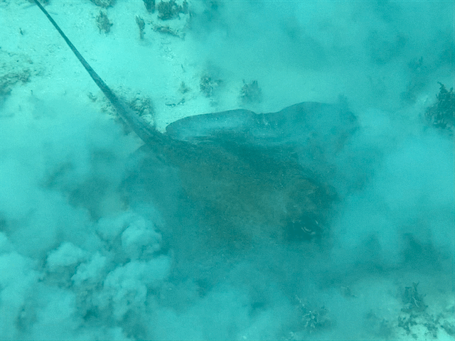 Stingray