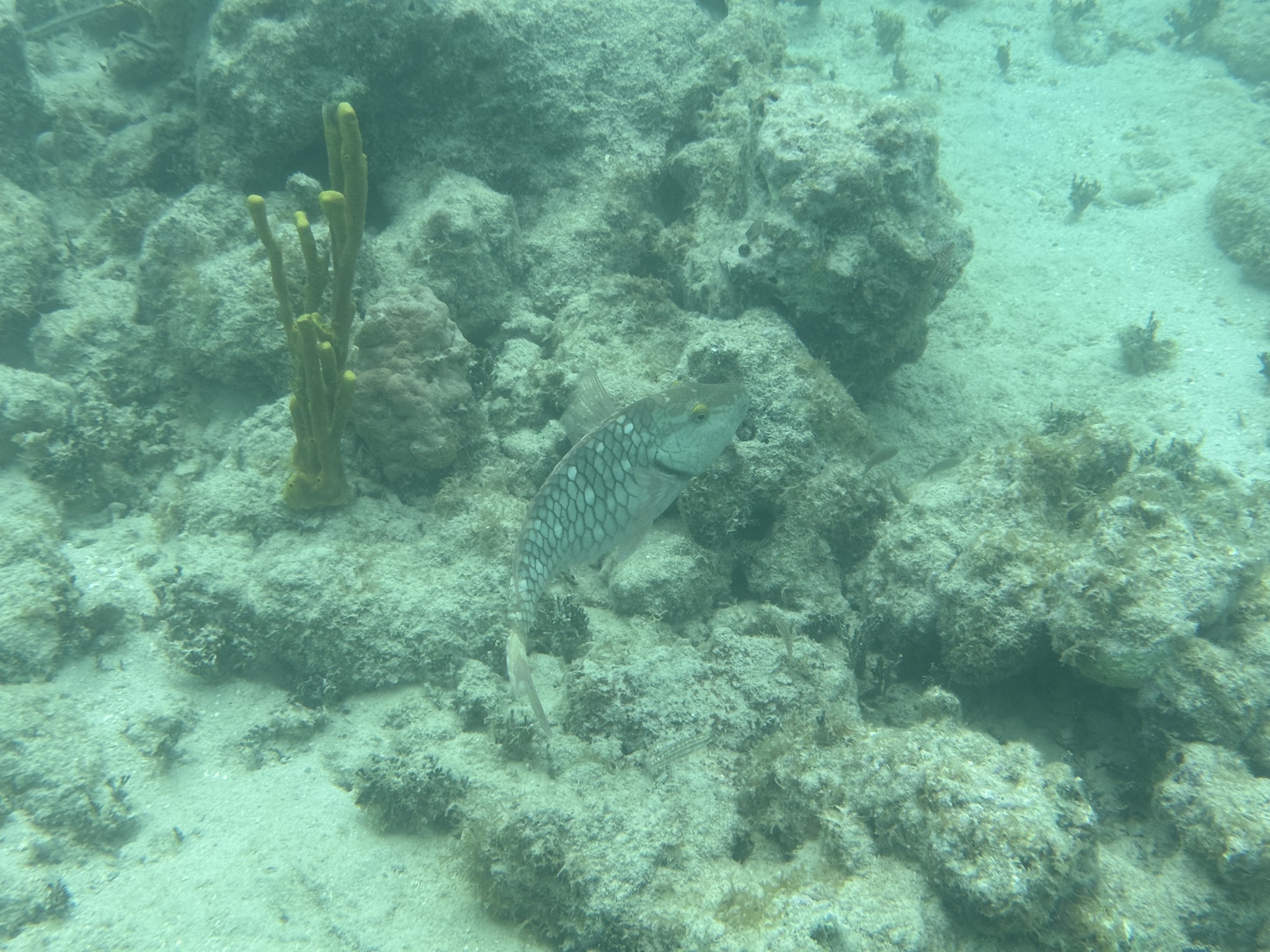 Fish