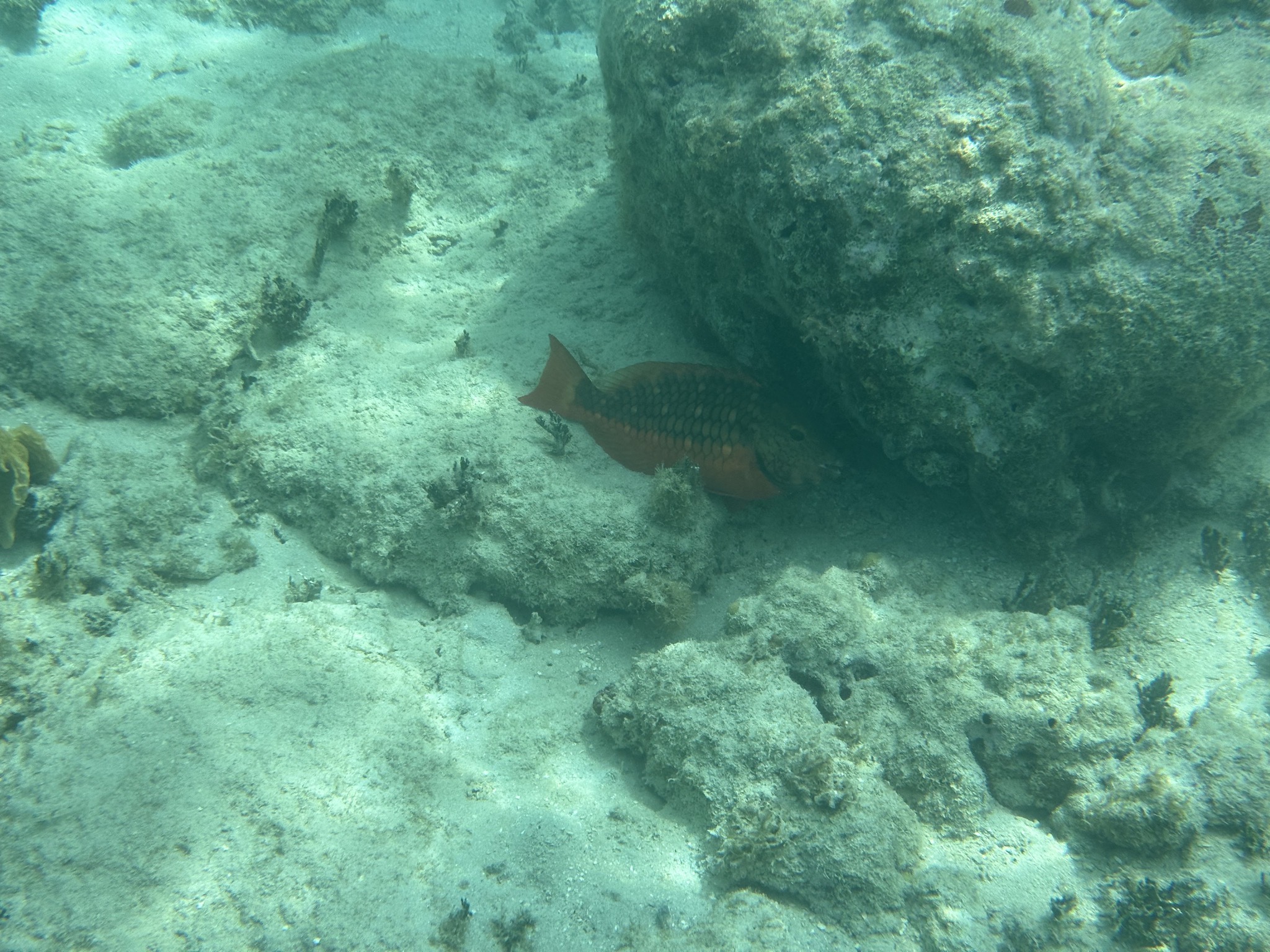 Fish