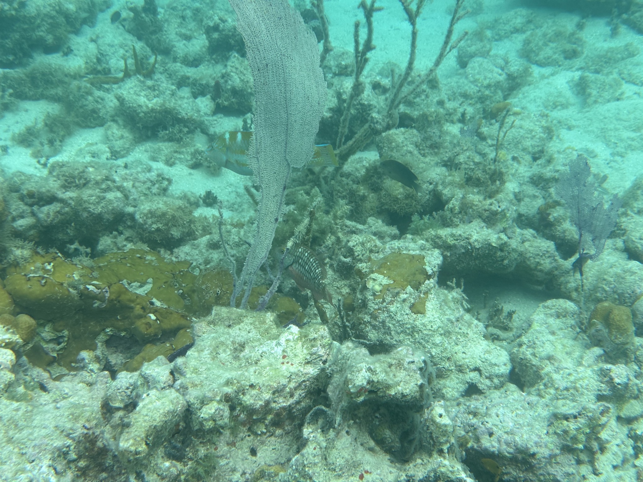 Fish