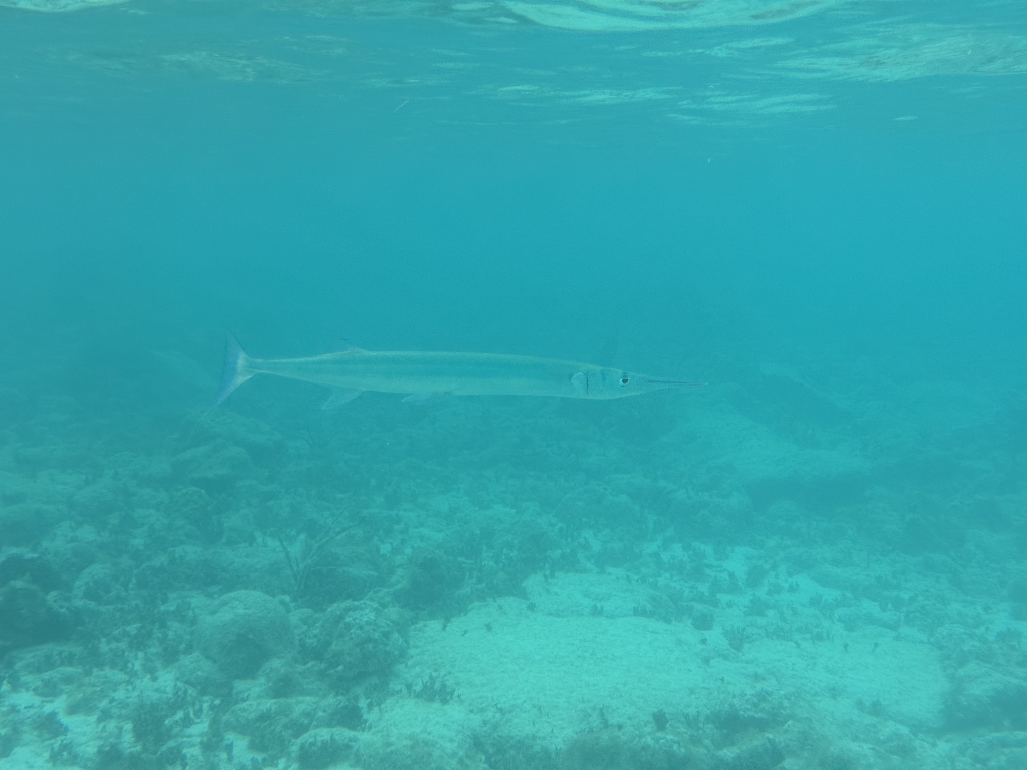 Fish