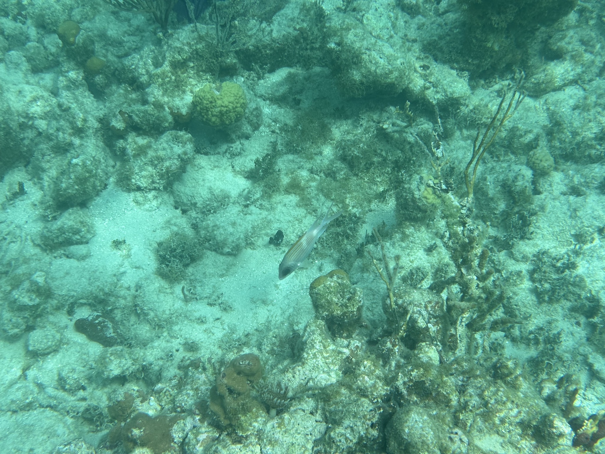Fish