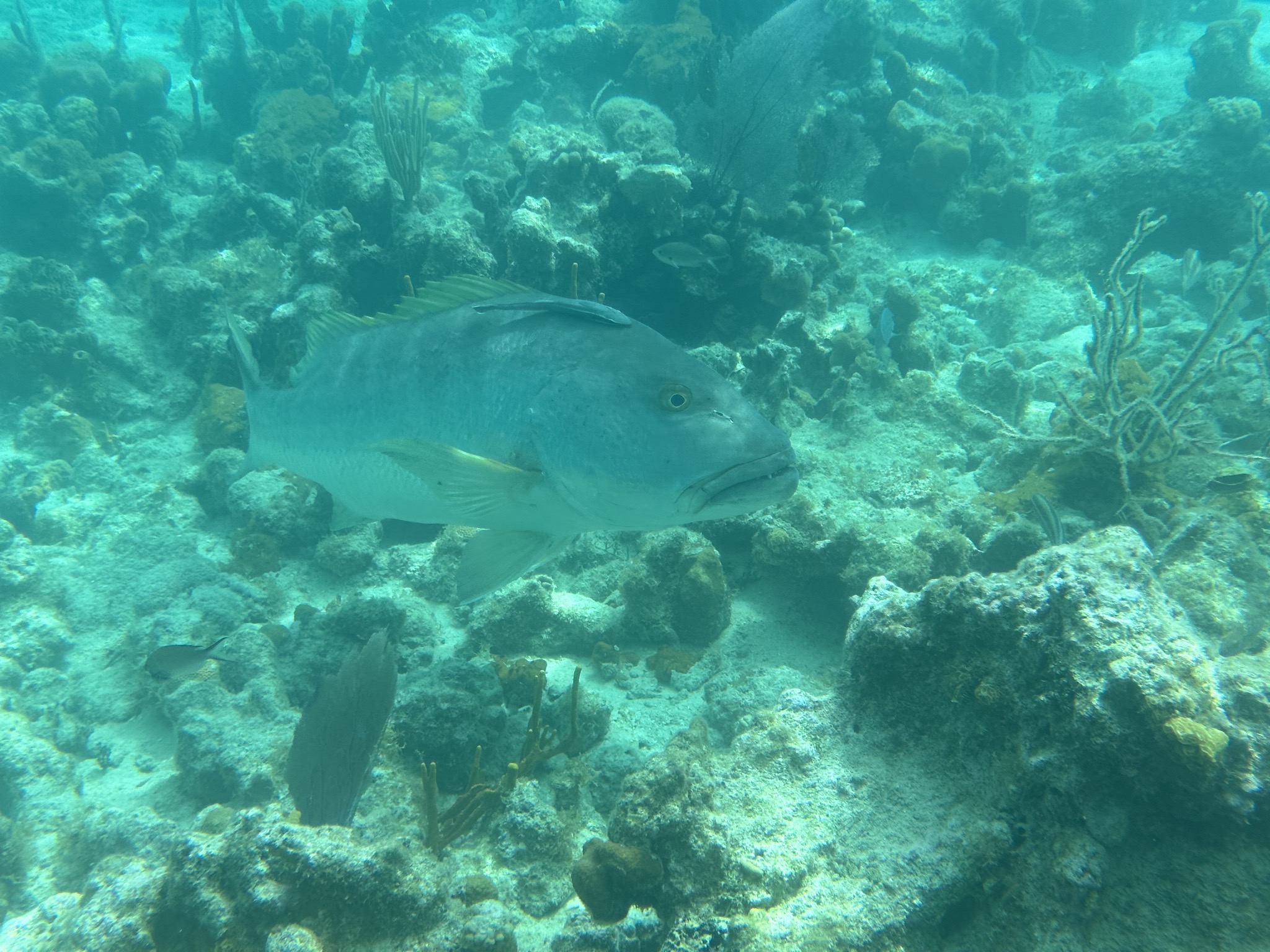 Fish