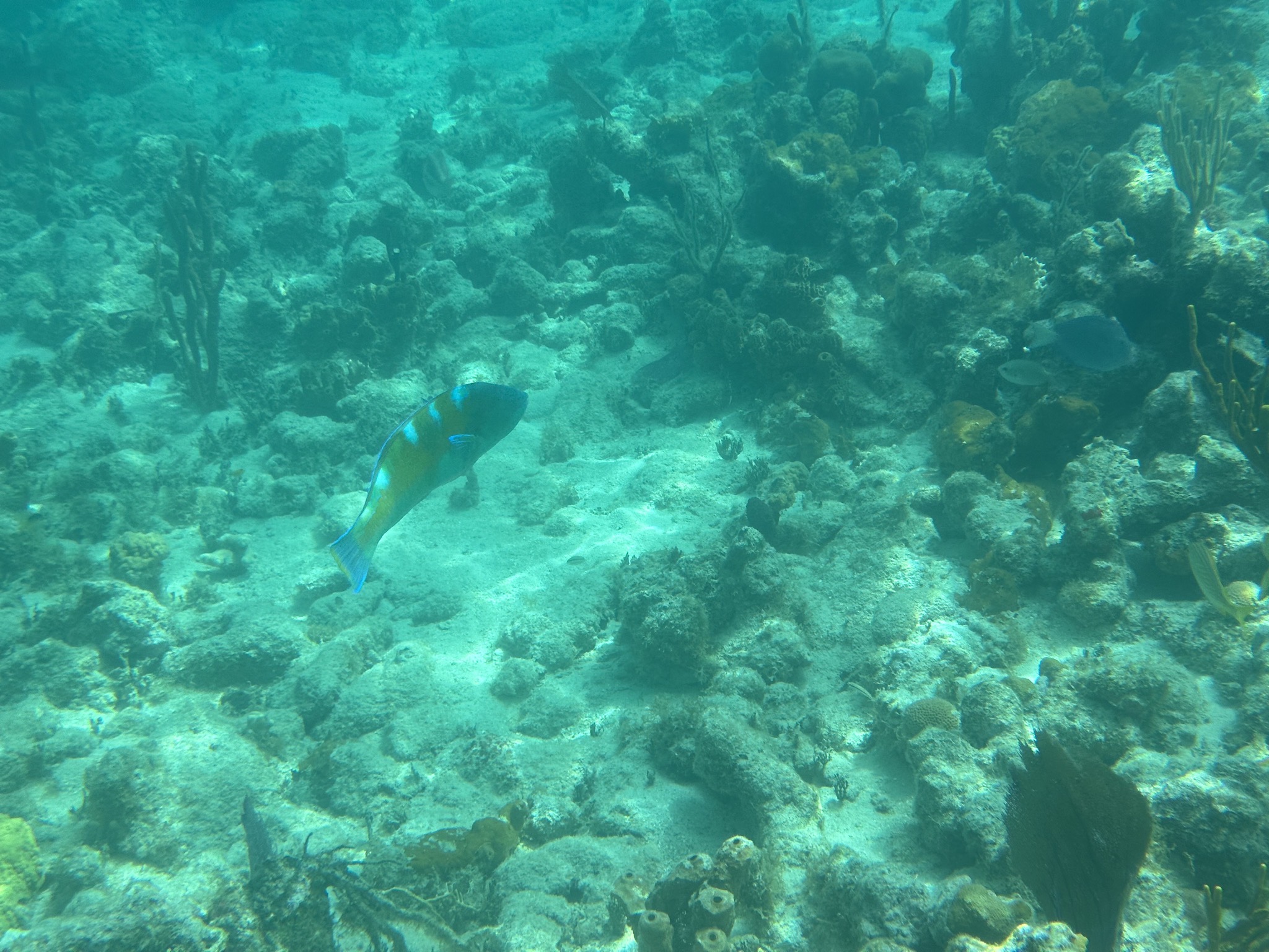 Fish