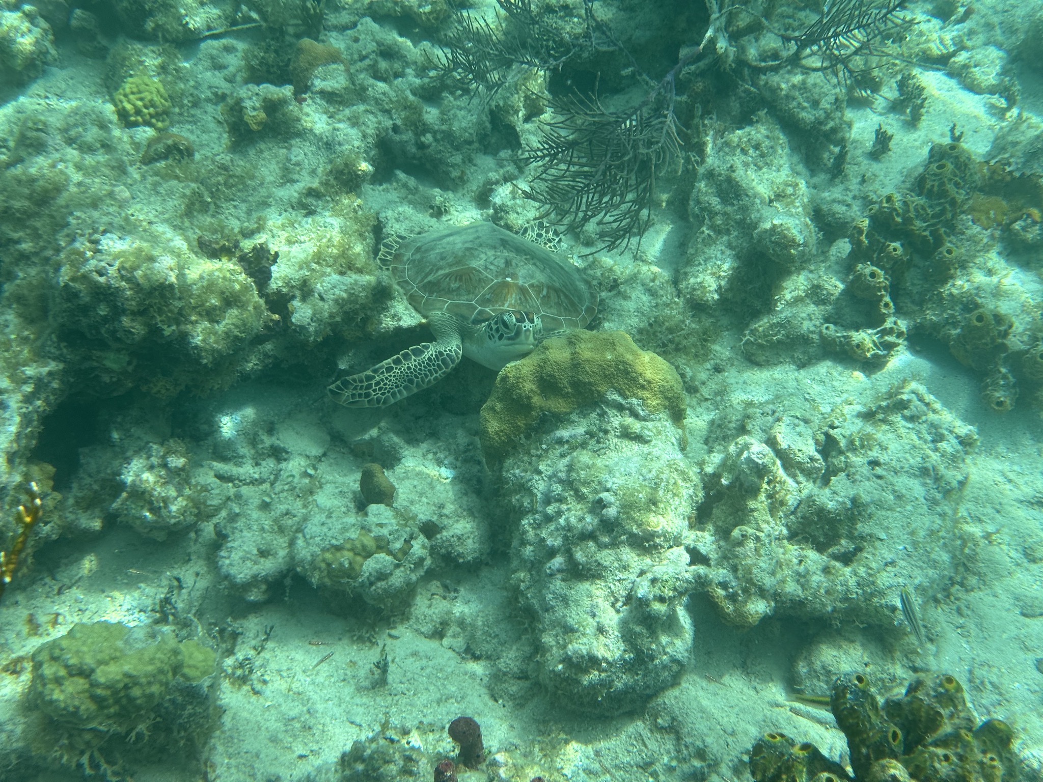 Turtle
