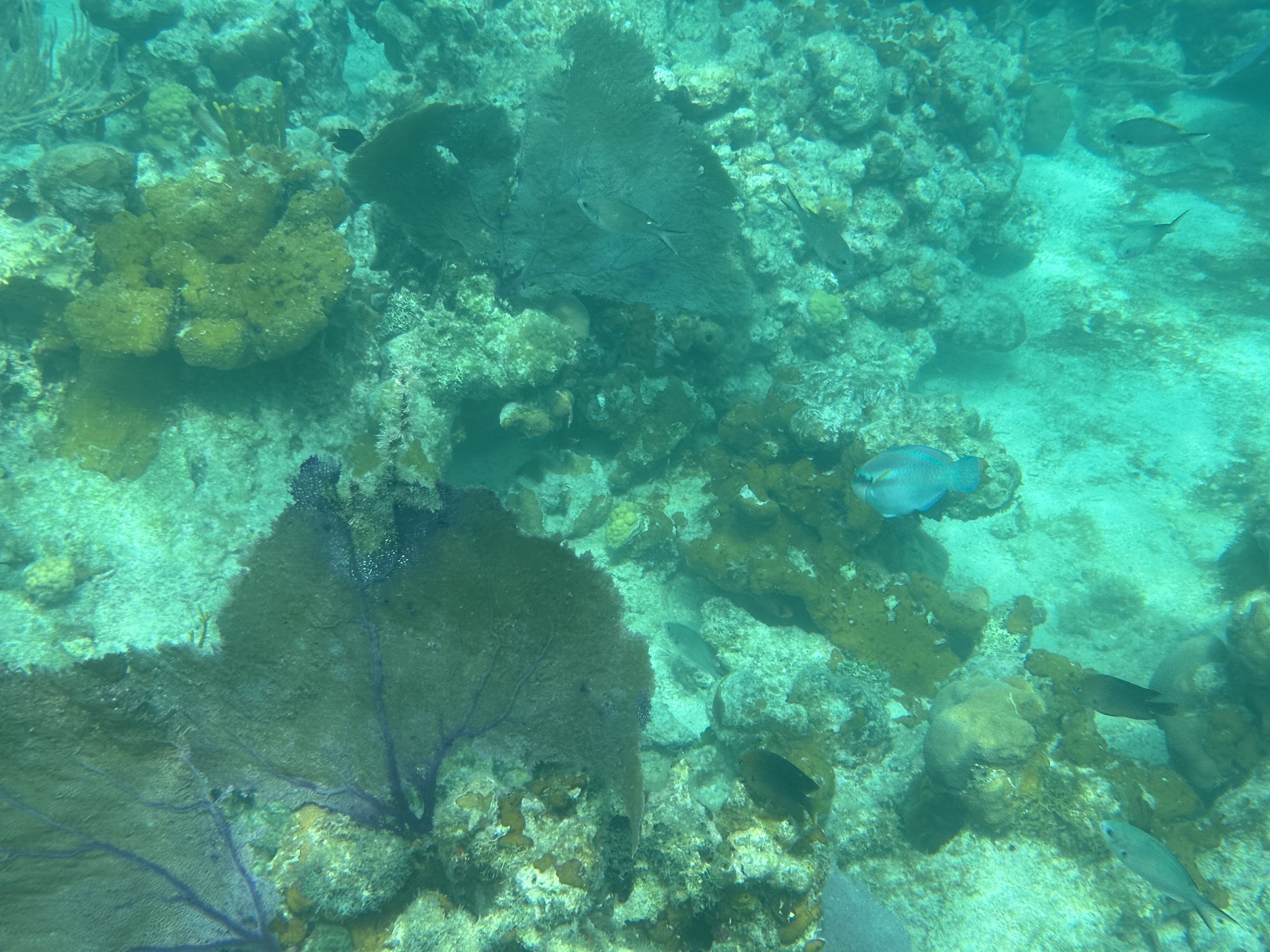 Fish