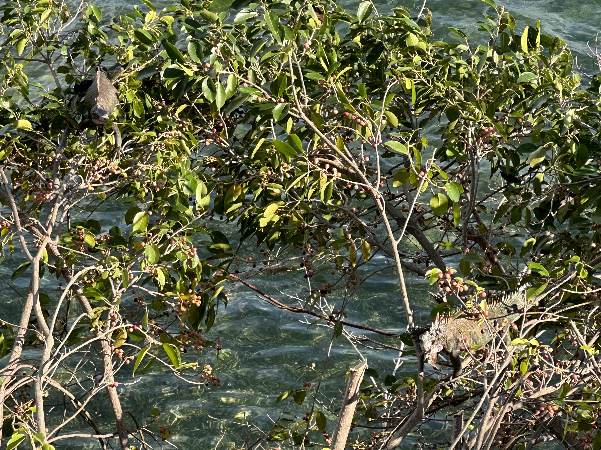Iguanas