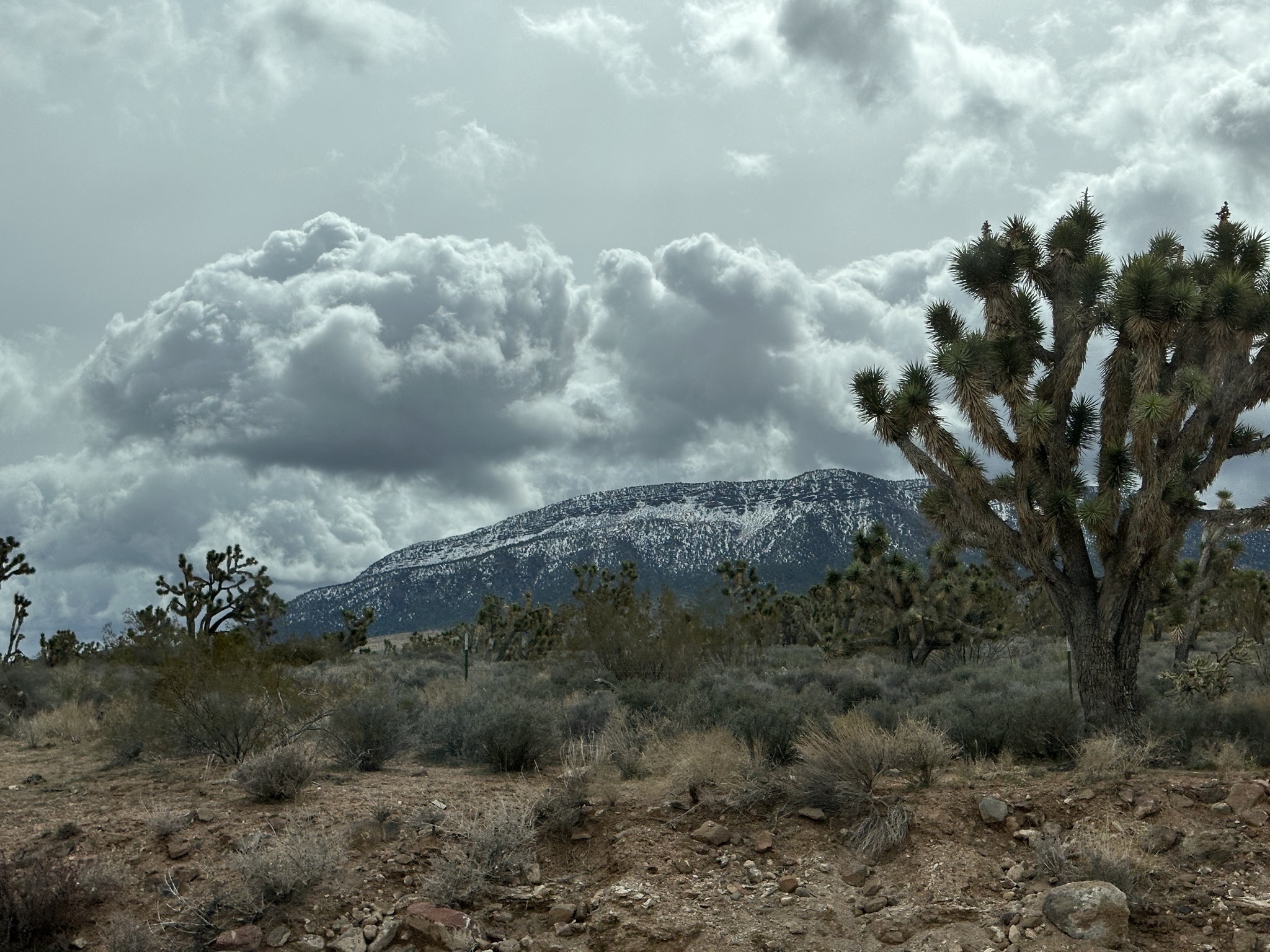 Joshua trees and snowy mountain