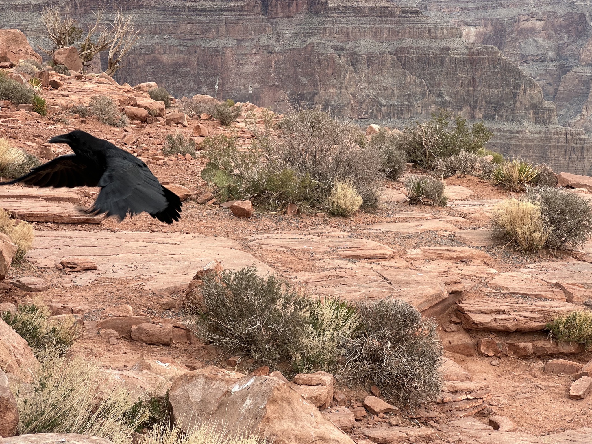 Raven