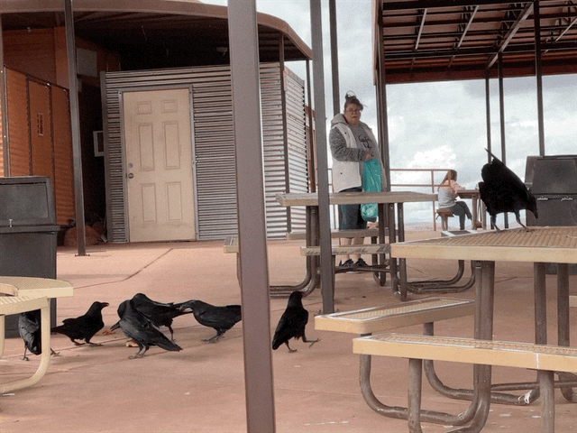 Ravens
