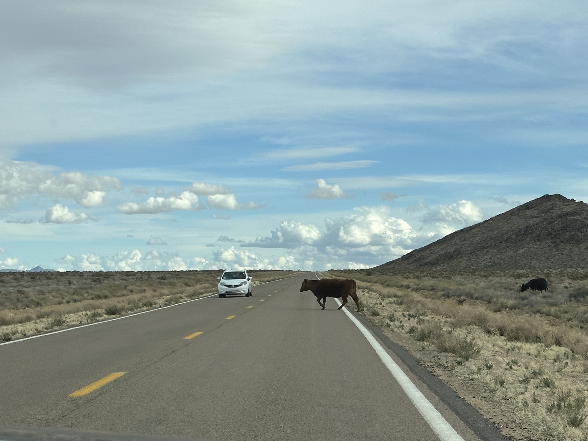 Cows