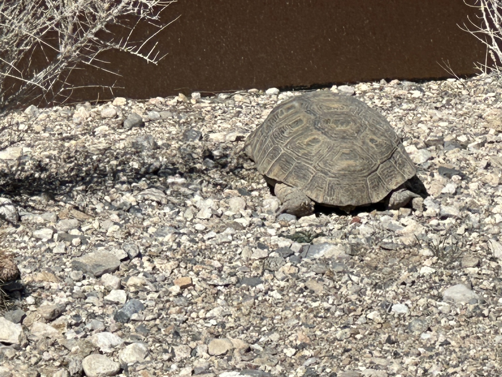 Tortoise