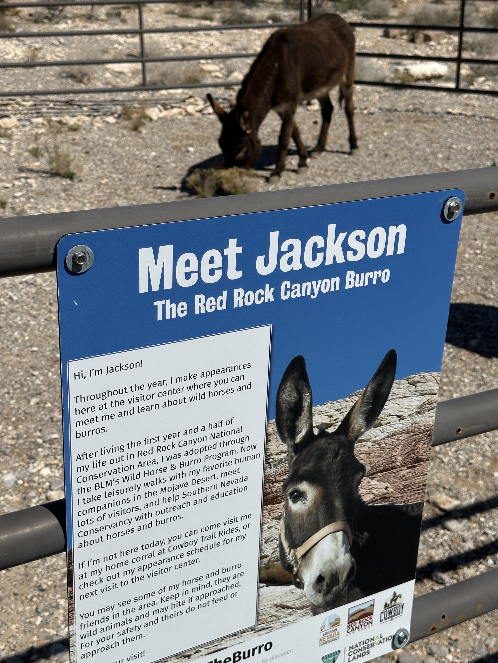 Jackson the burro