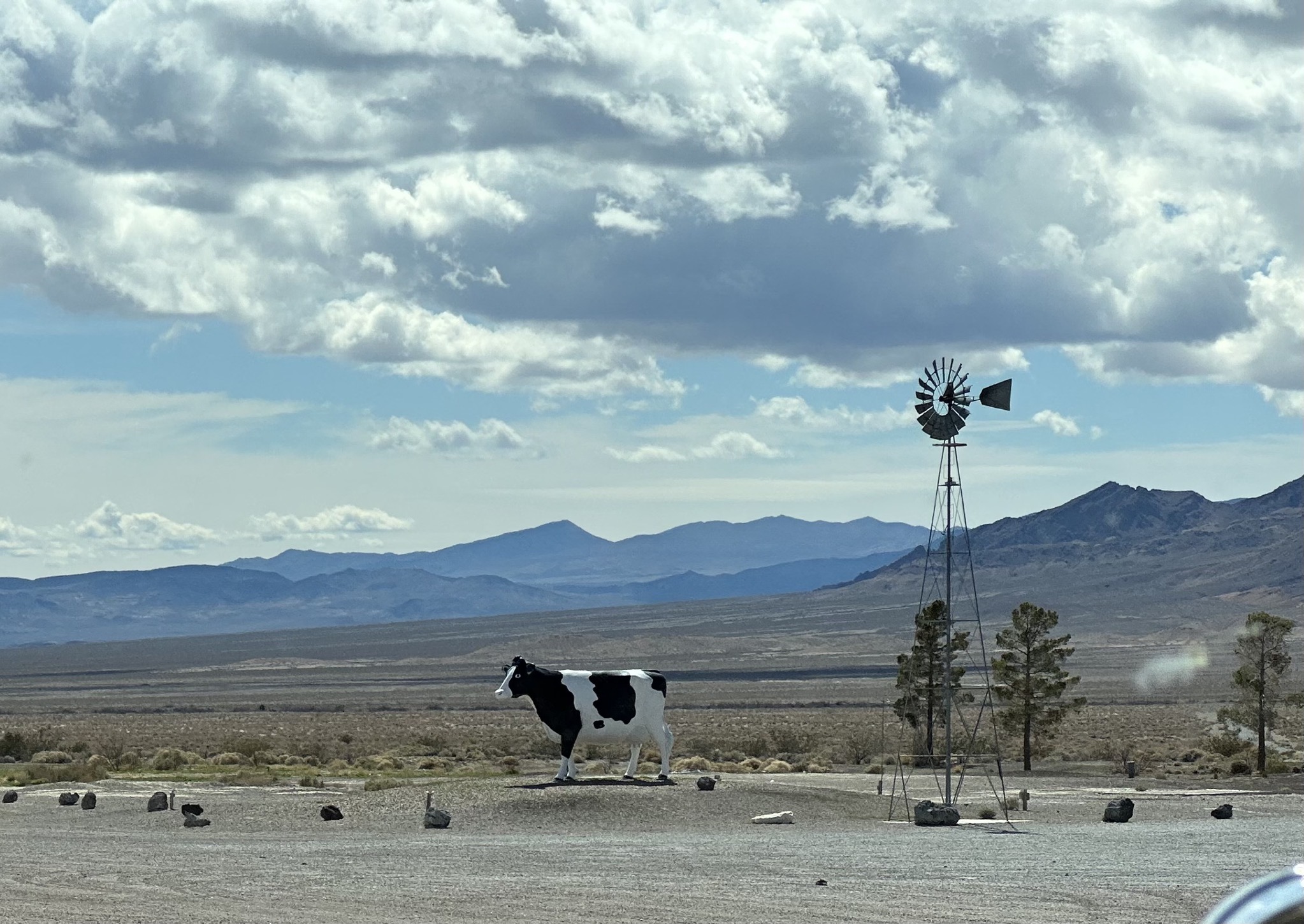 Cow artwork