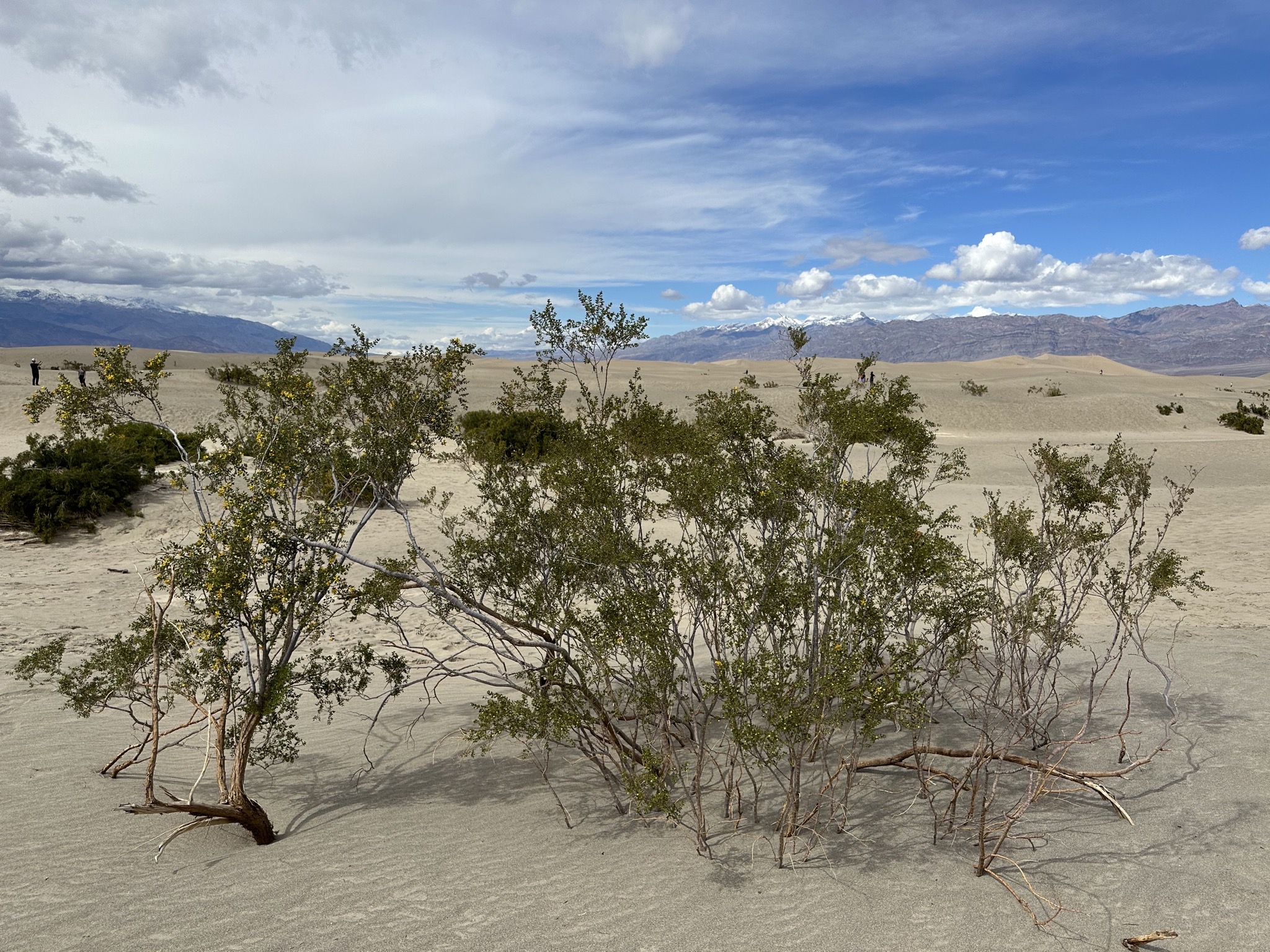 Mesquite Flat Sand Dunes