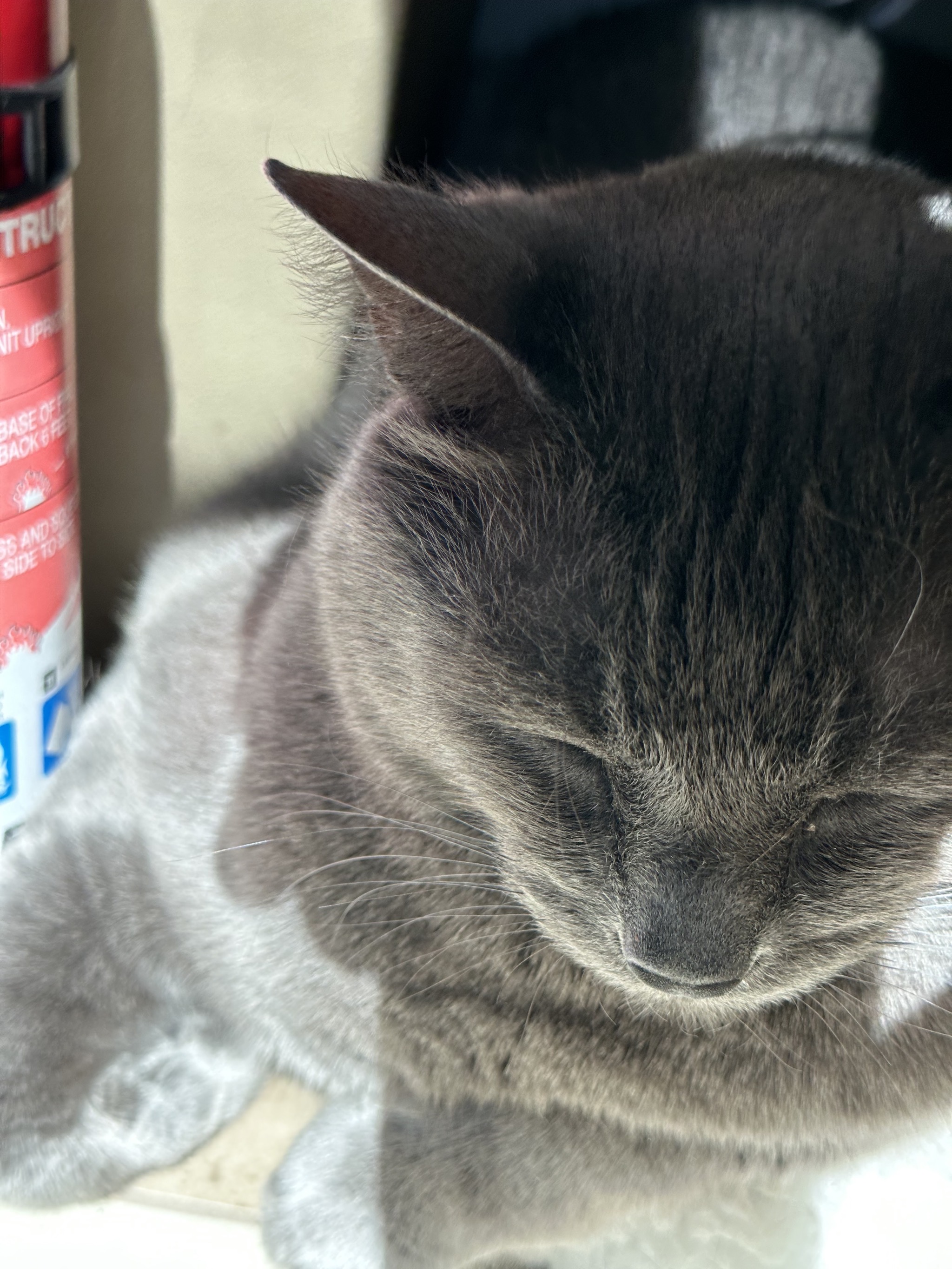 Paladin sleeping