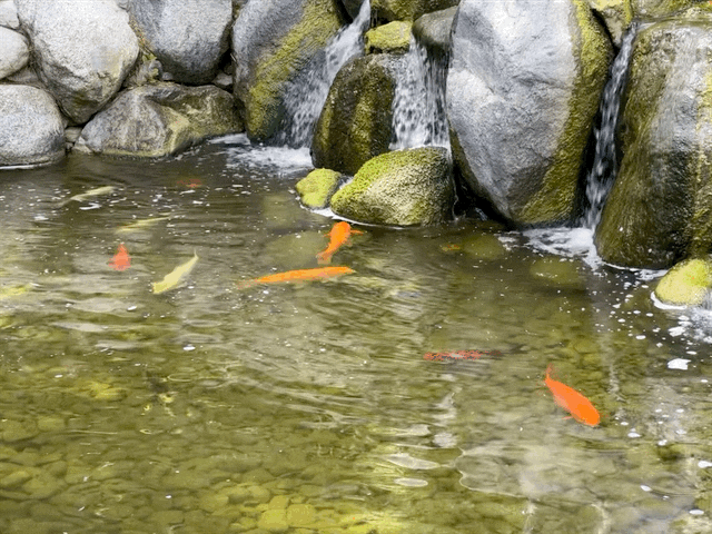 Japanese Friendship Garden