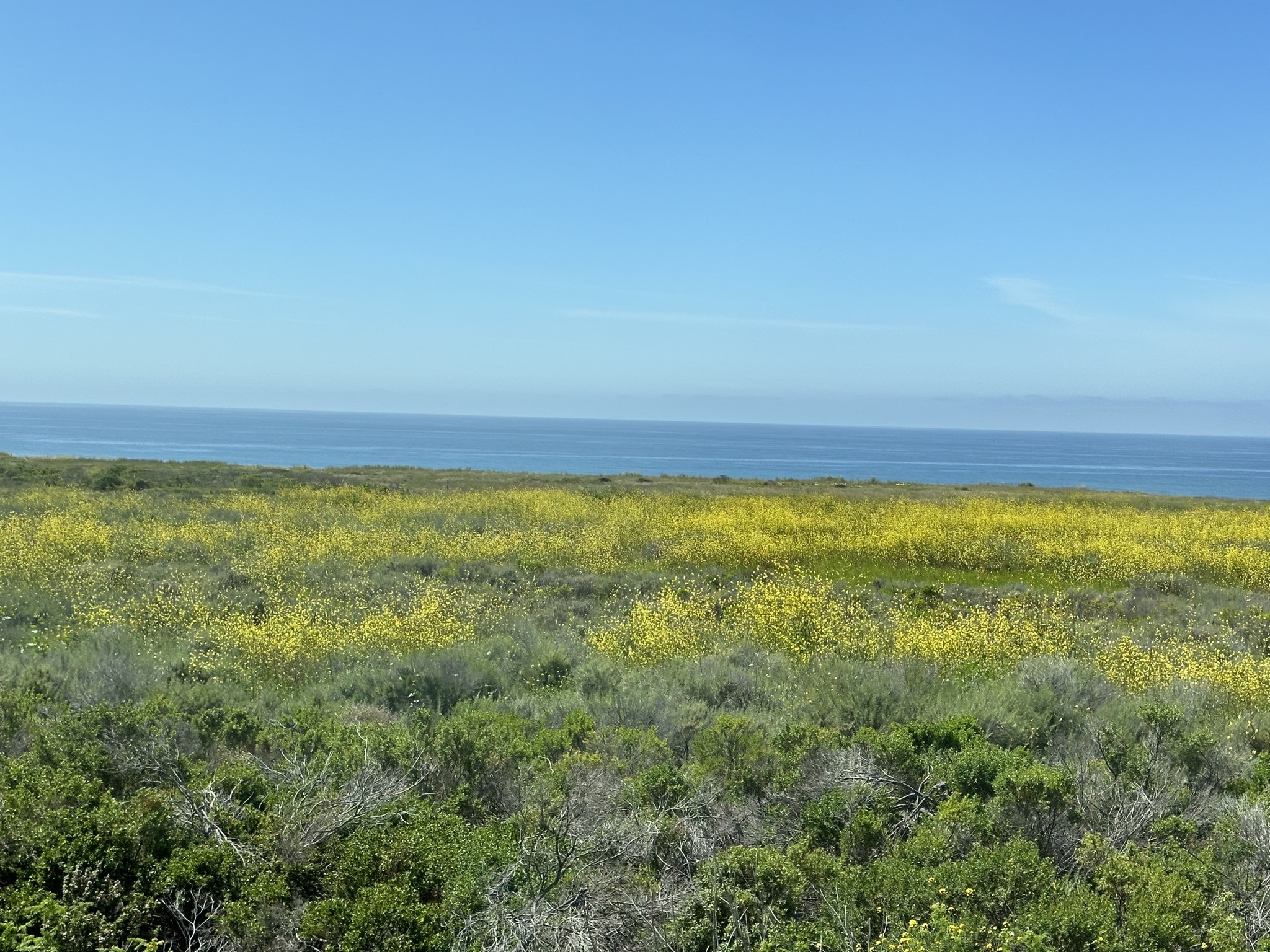 Ocean and yellow flowers