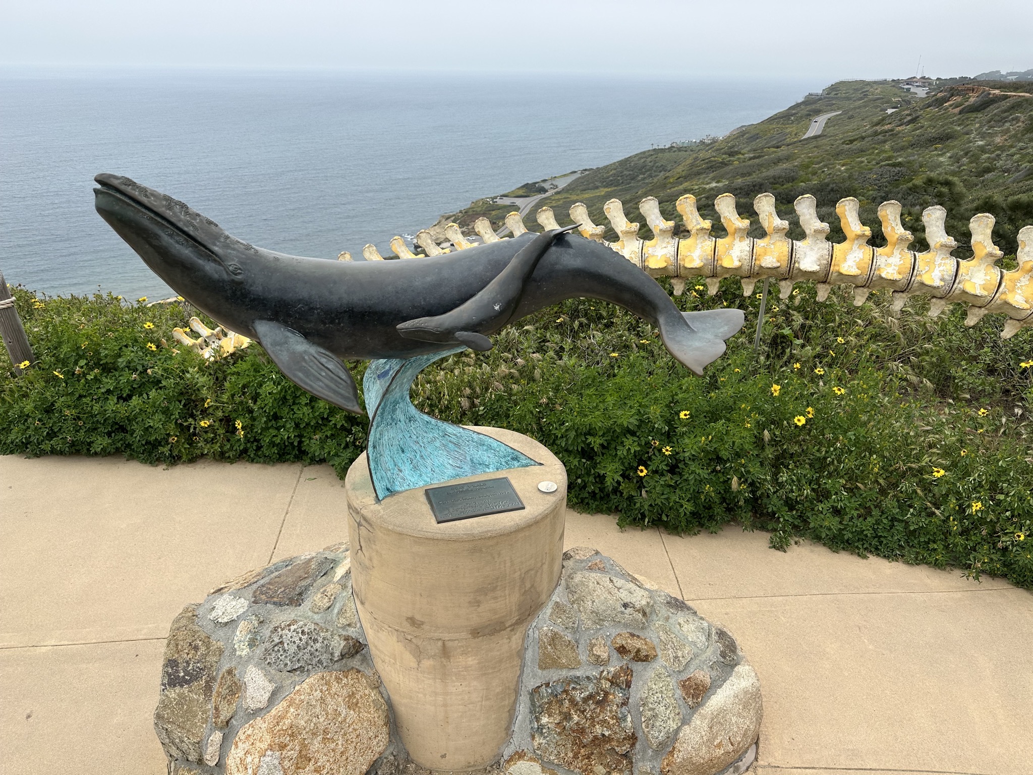 Whale viewpoint