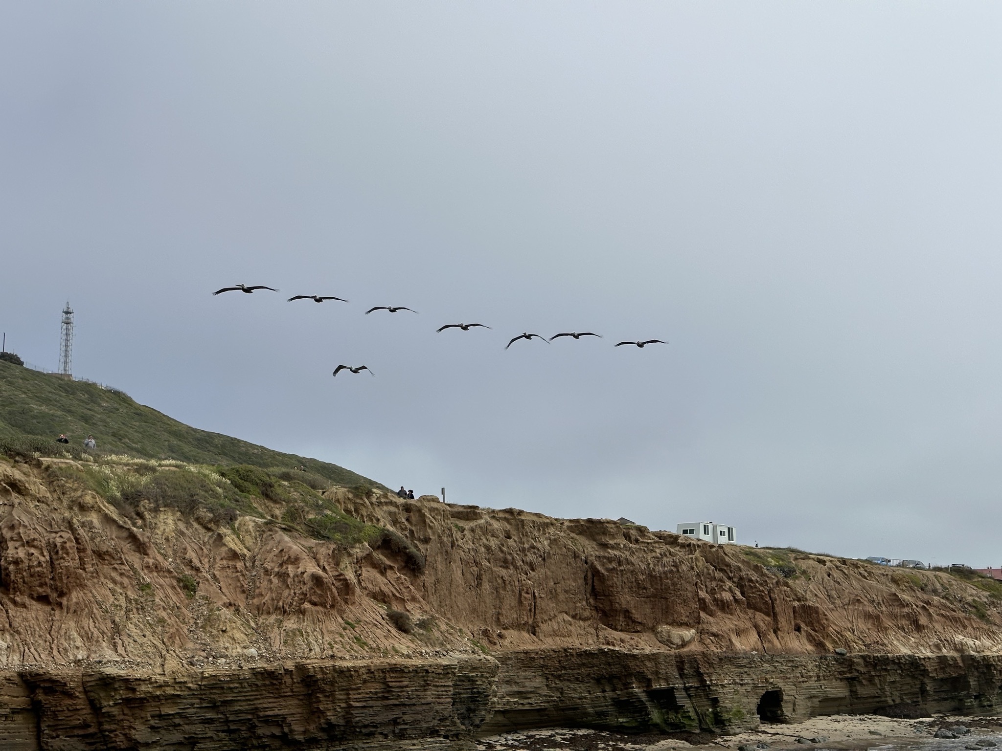 Pelicans