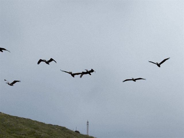 Pelicans