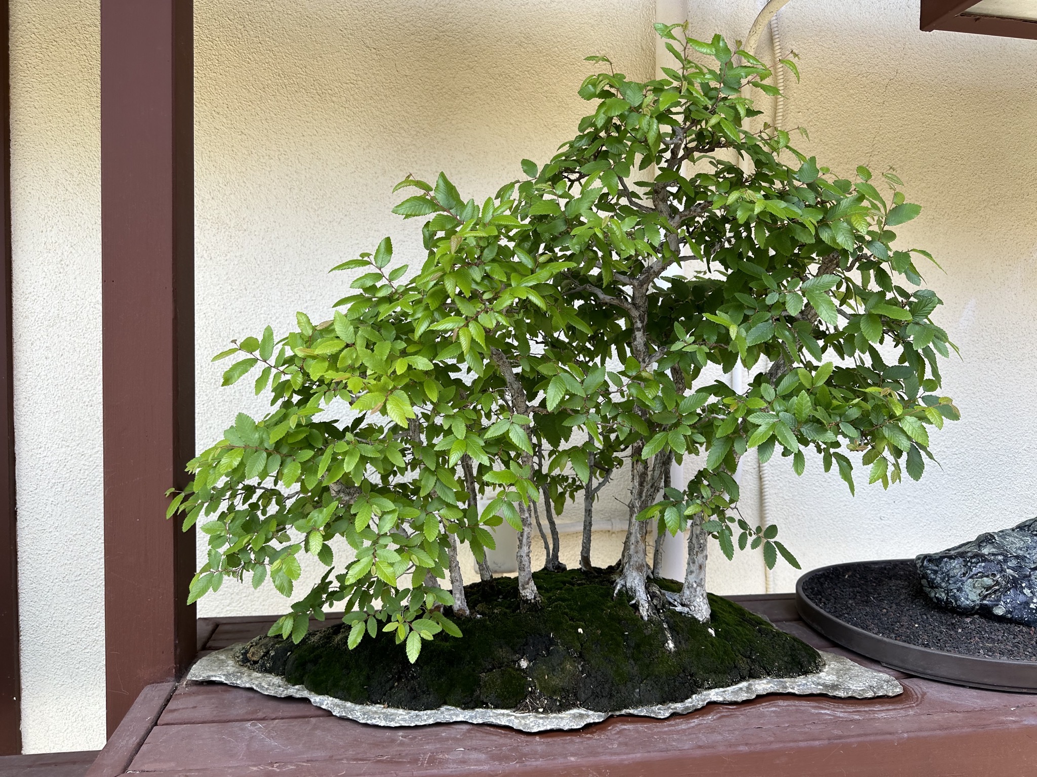 Bonsai