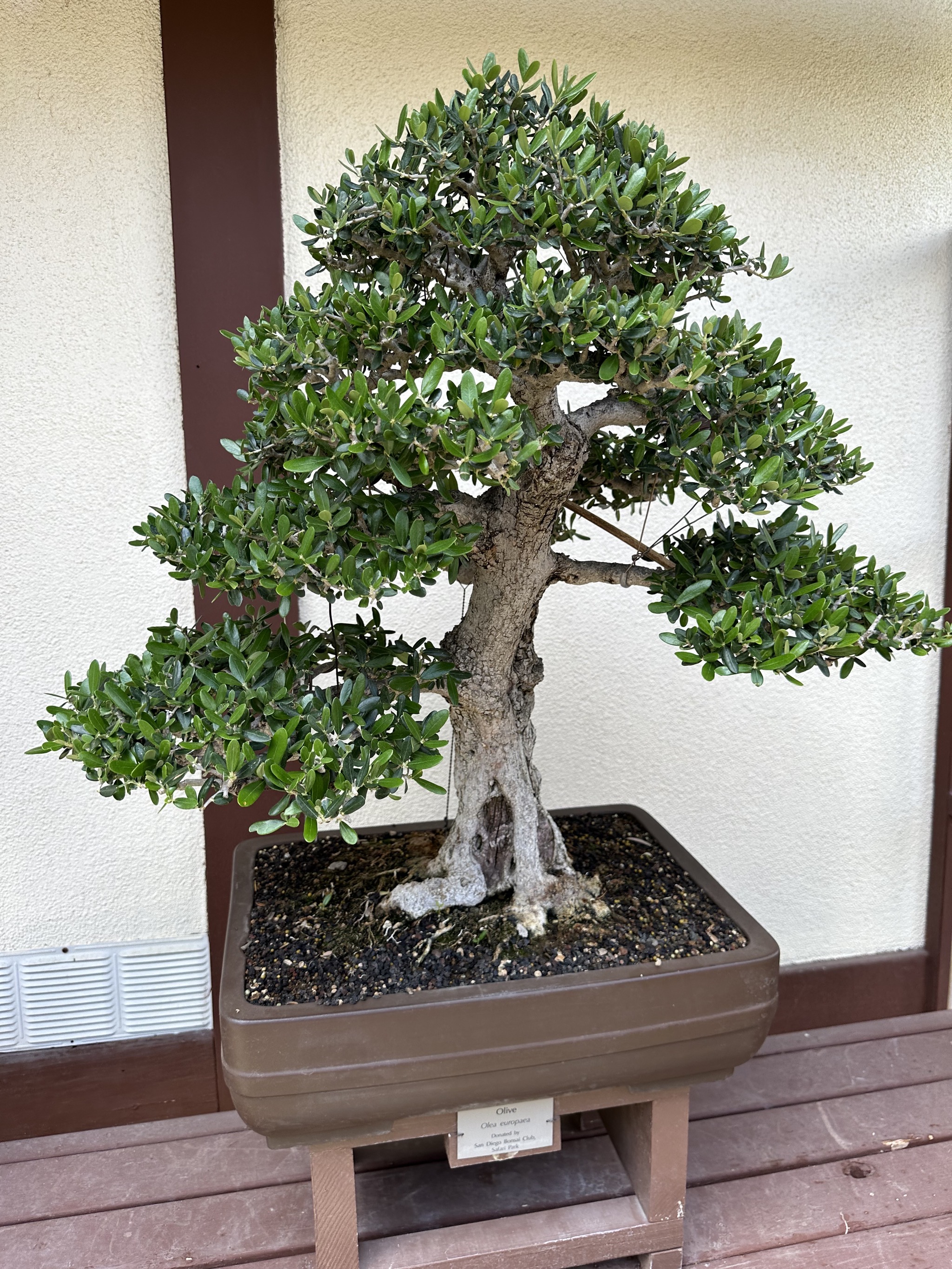 Bonsai