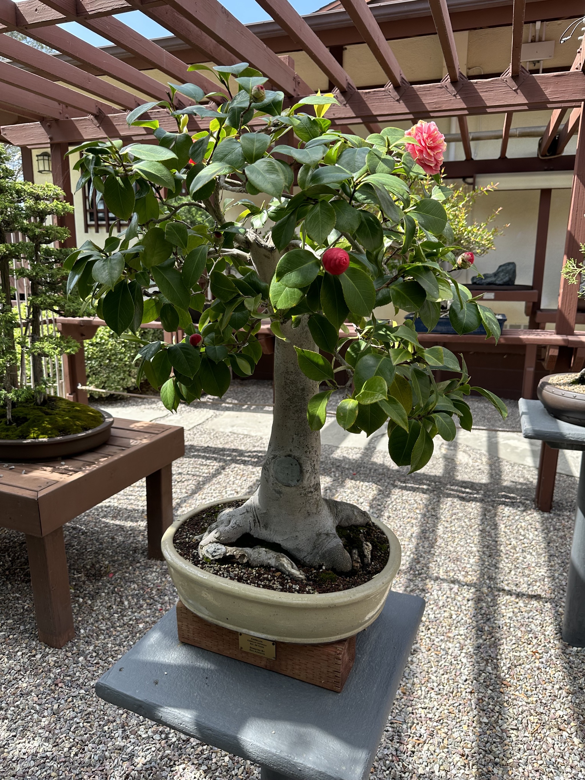 Bonsai