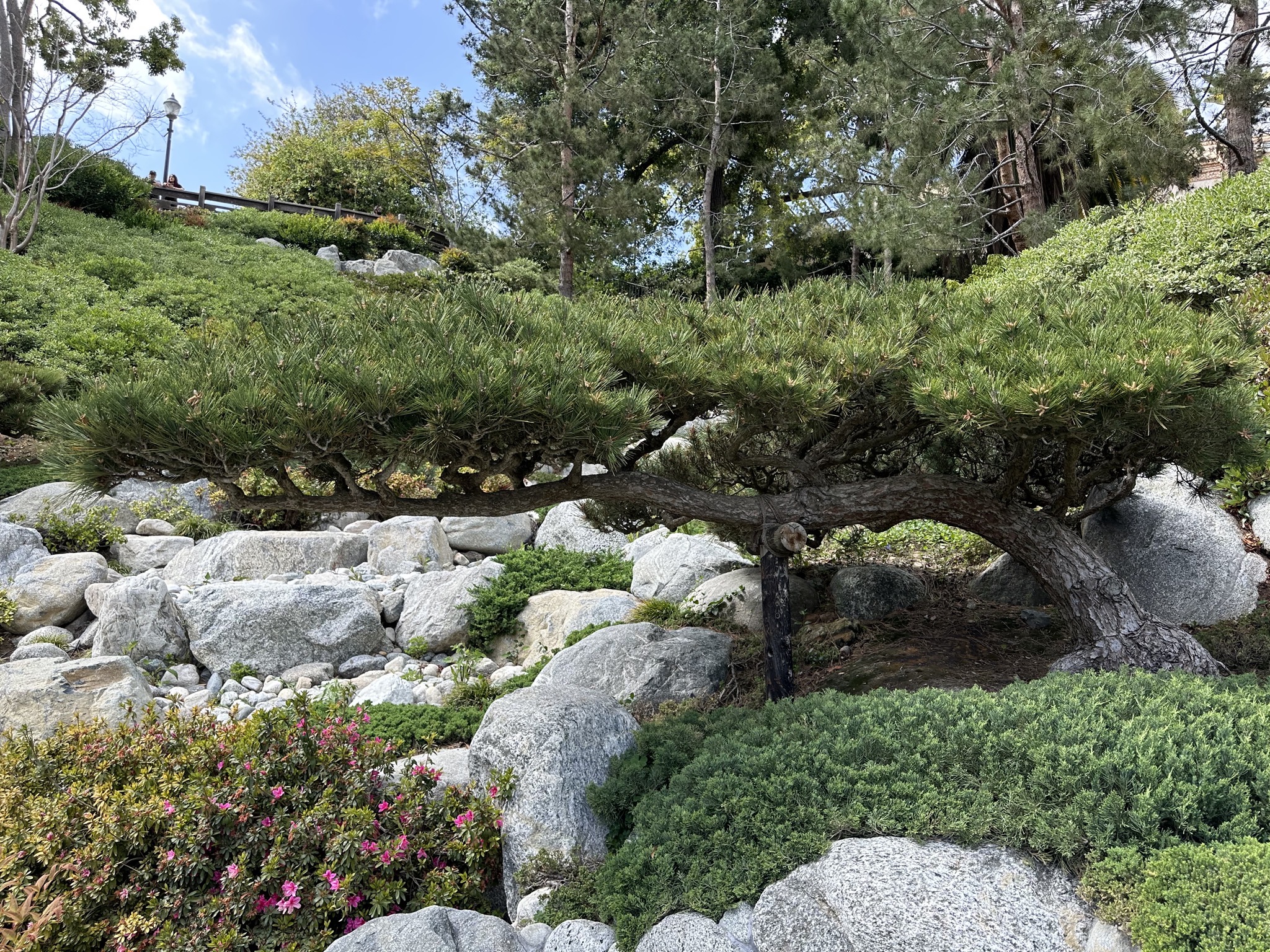 Japanese Friendship Garden