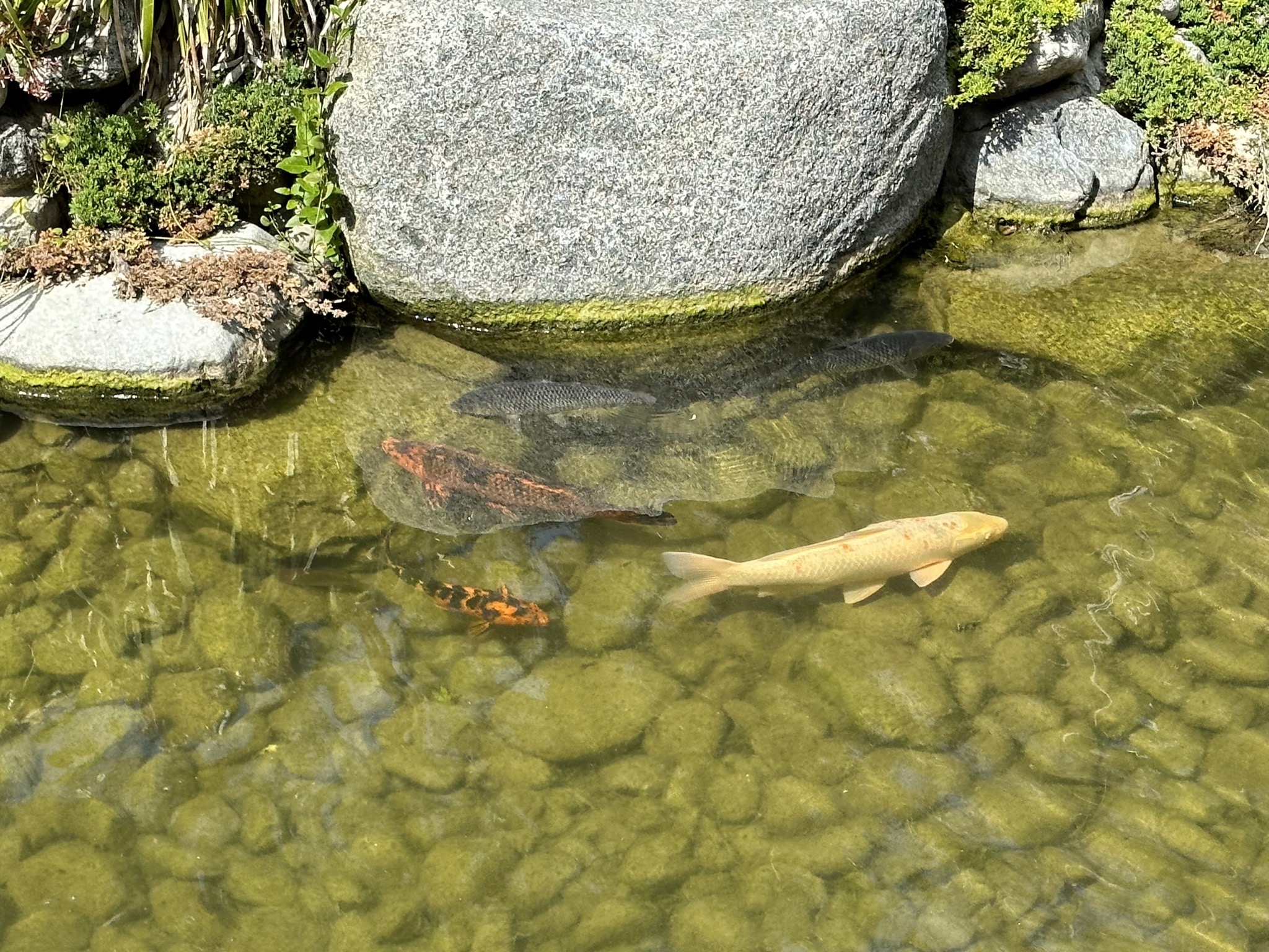 Japanese Friendship Garden