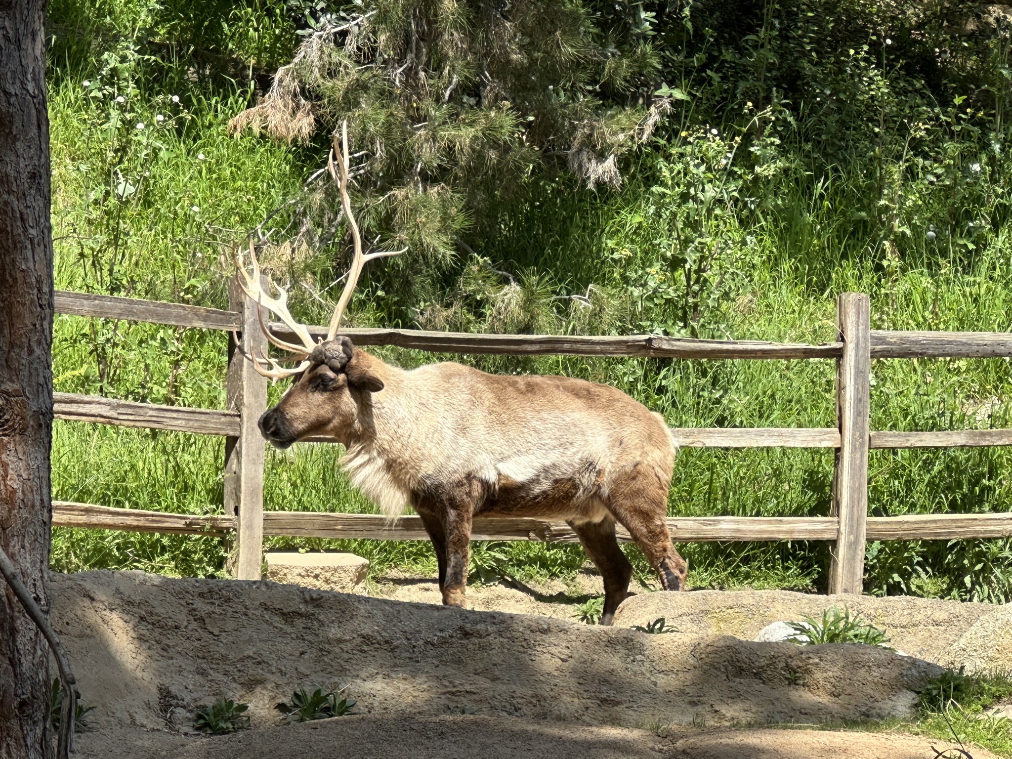 San Diego Zoo