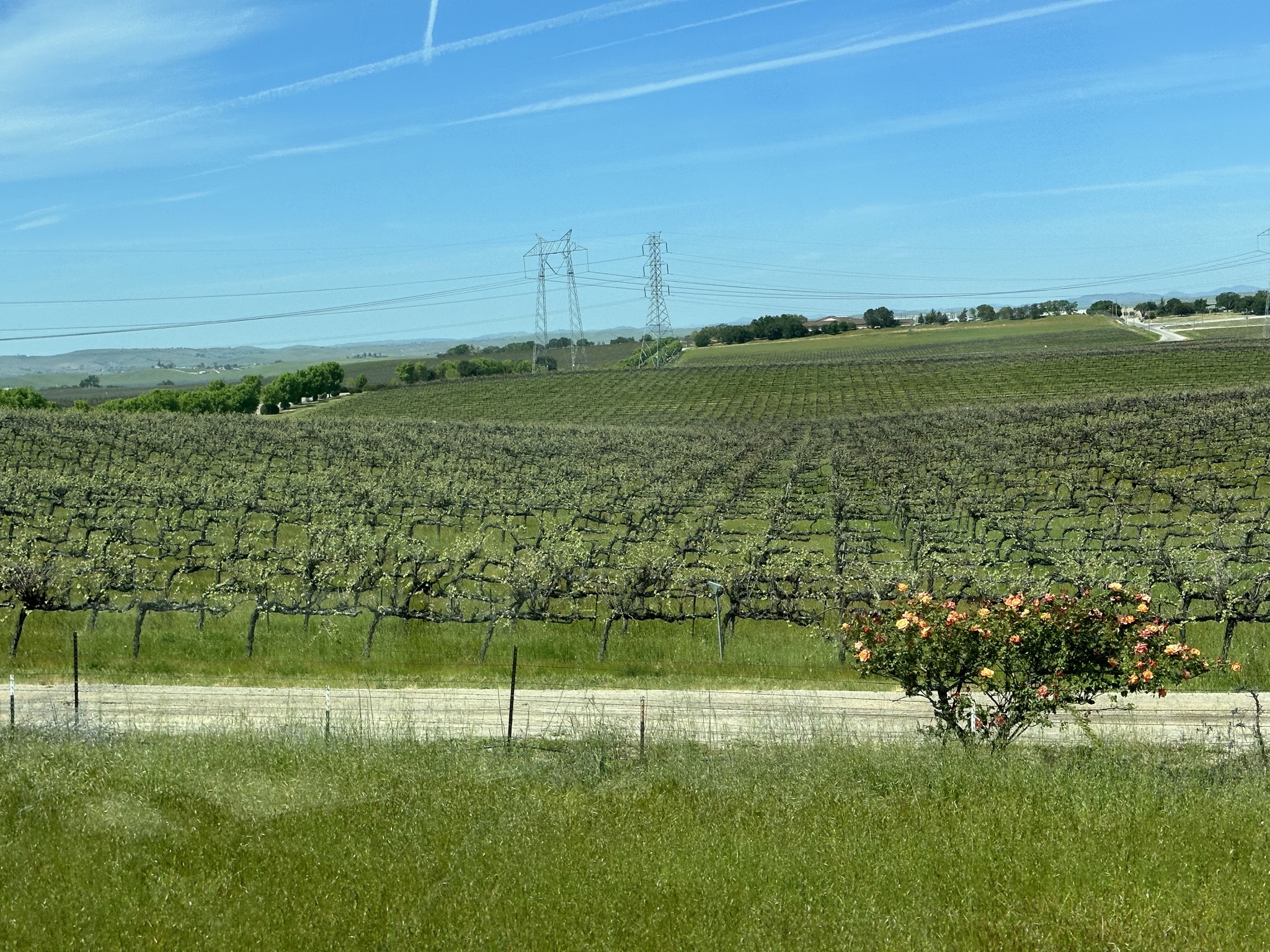 Vineyard