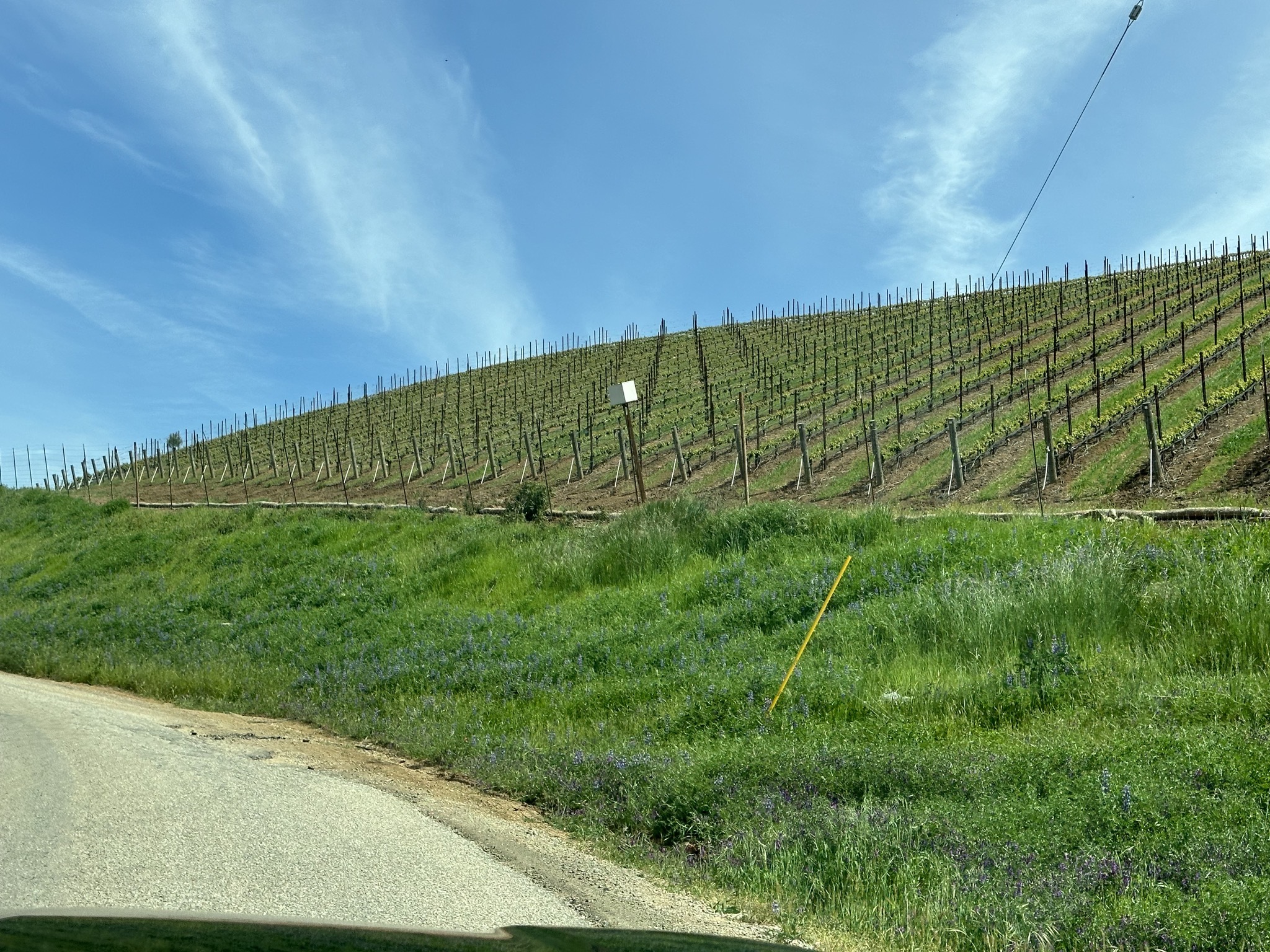 Vines