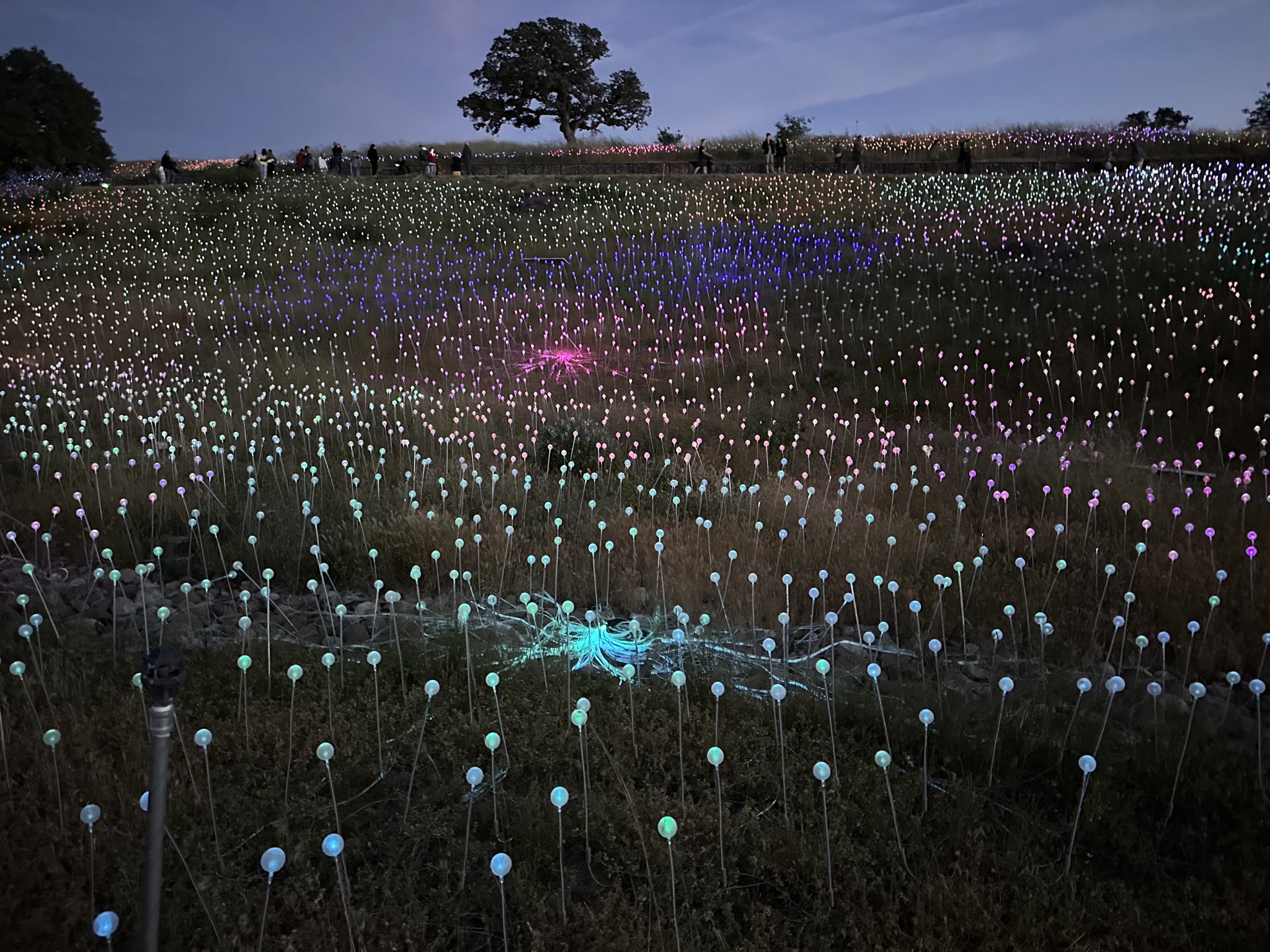 Field of Lights