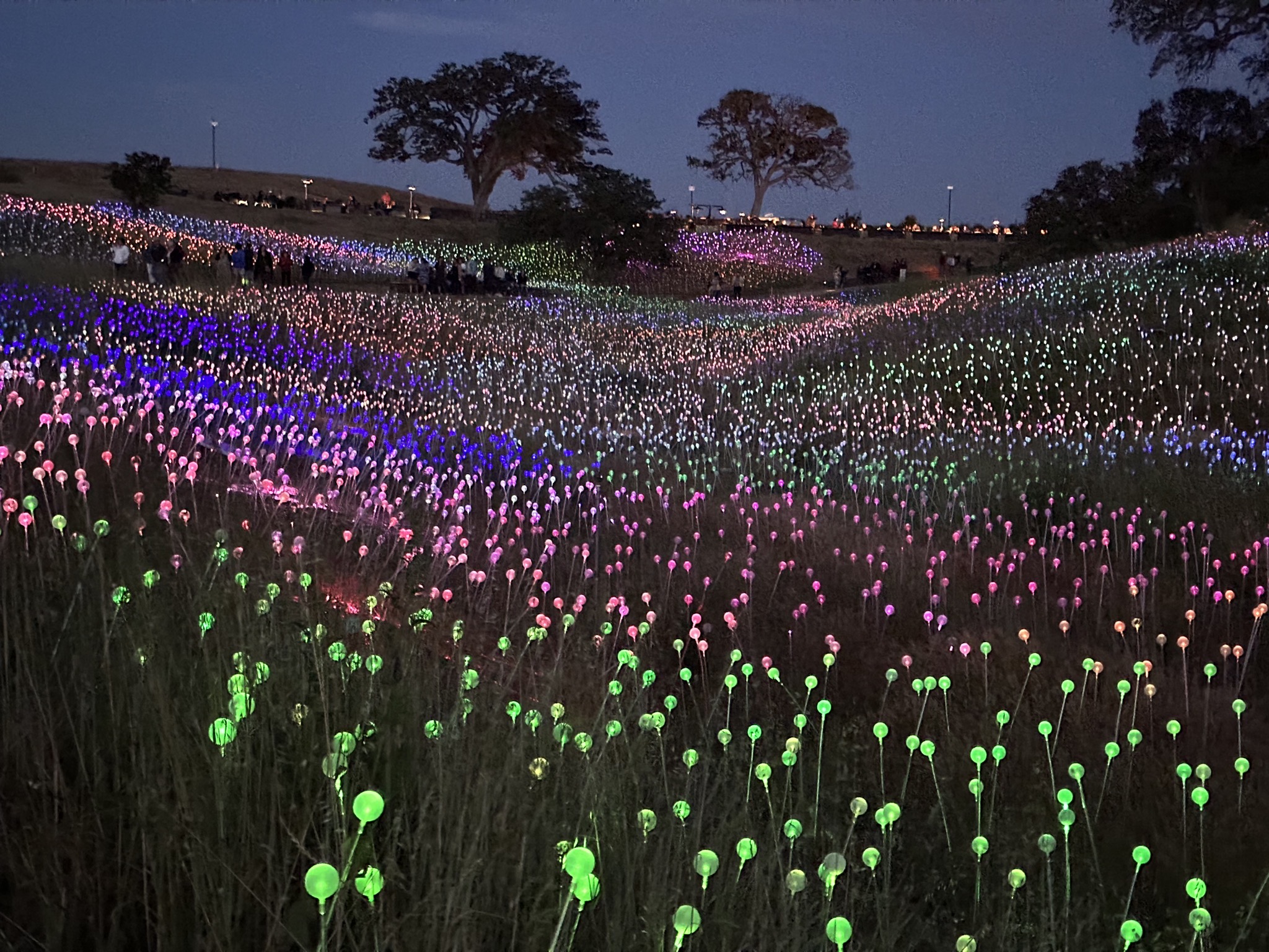 Field of Lights
