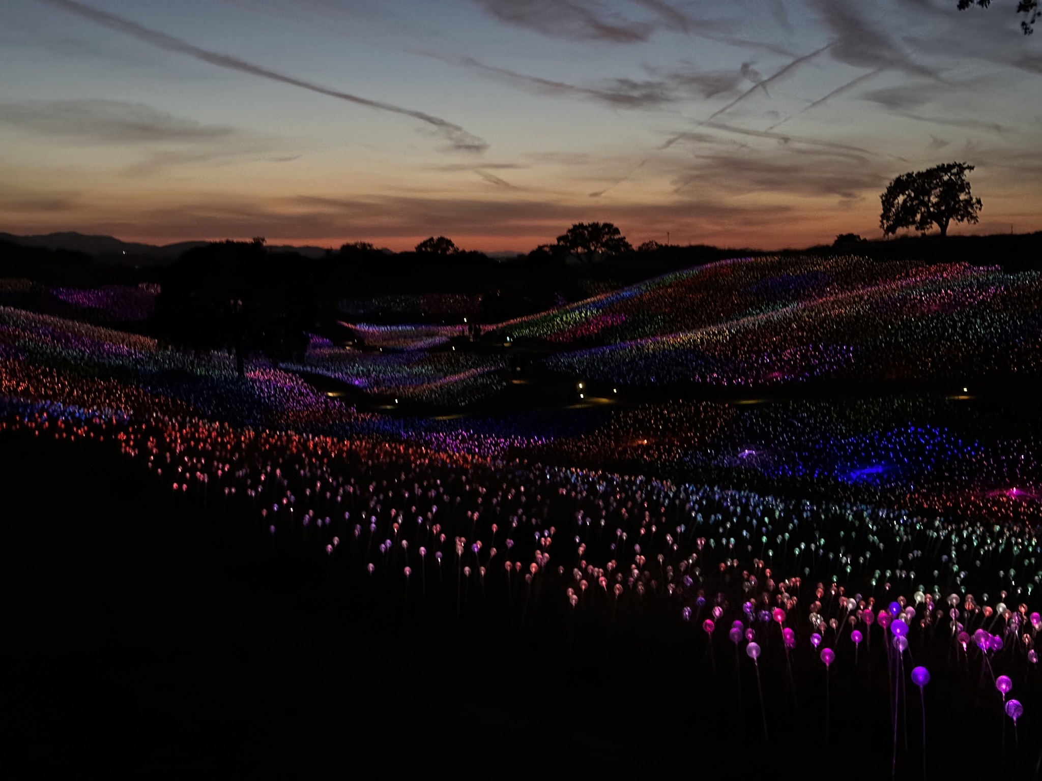 Field of Lights
