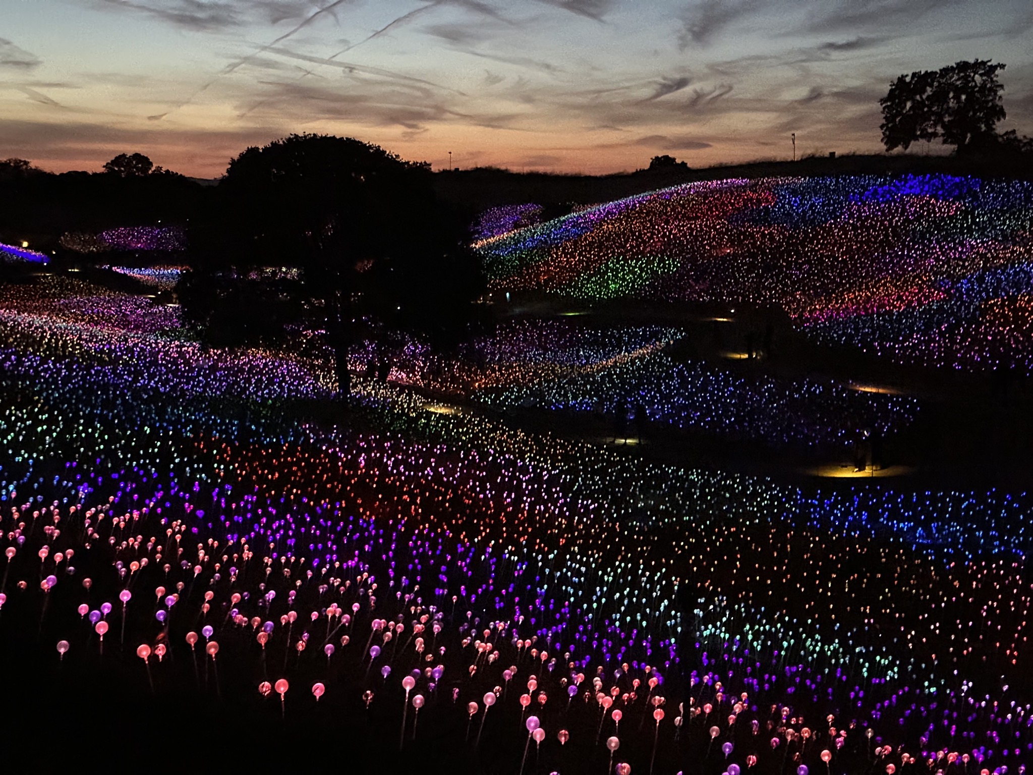 Field of Lights