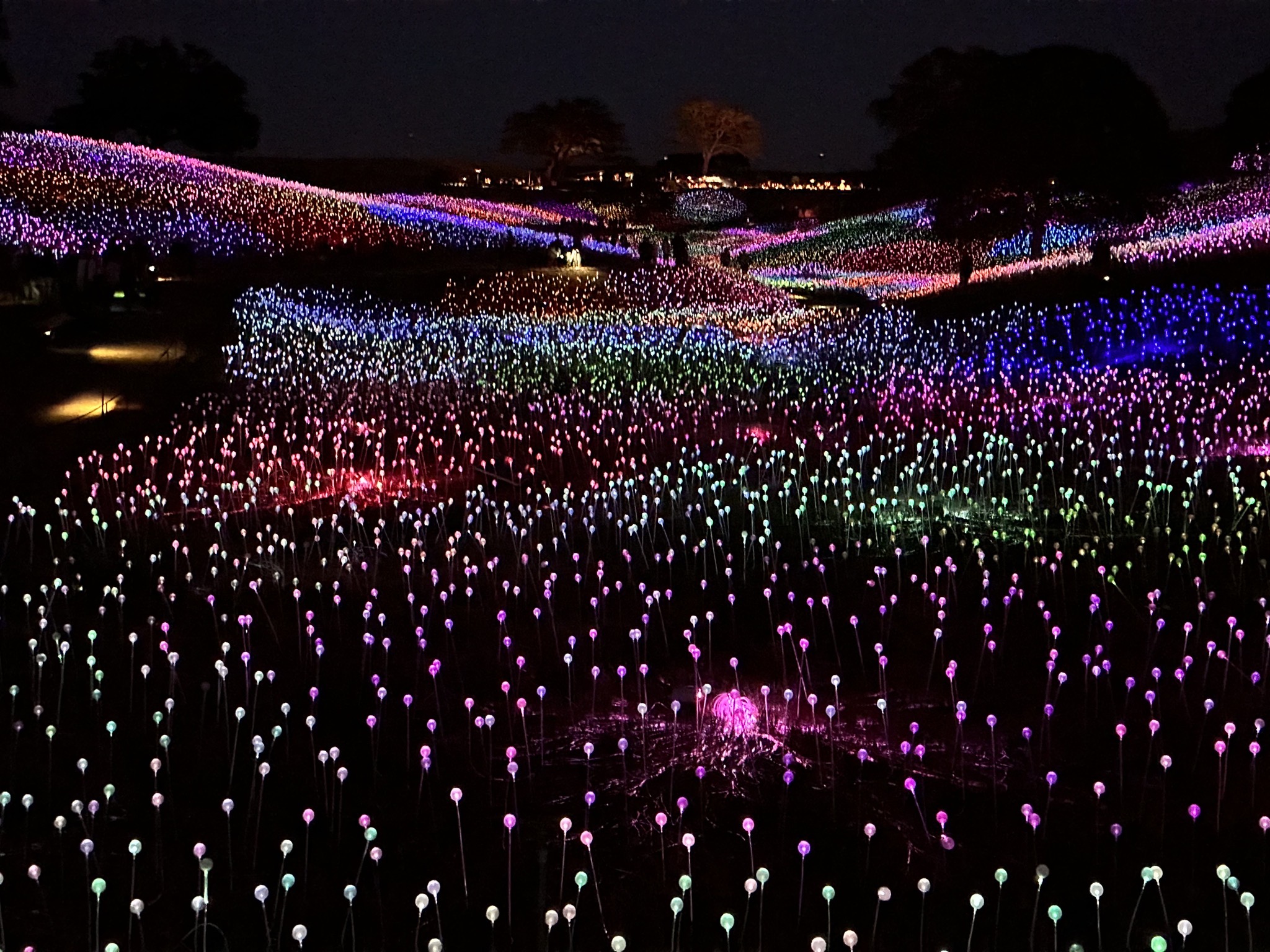 Field of Lights