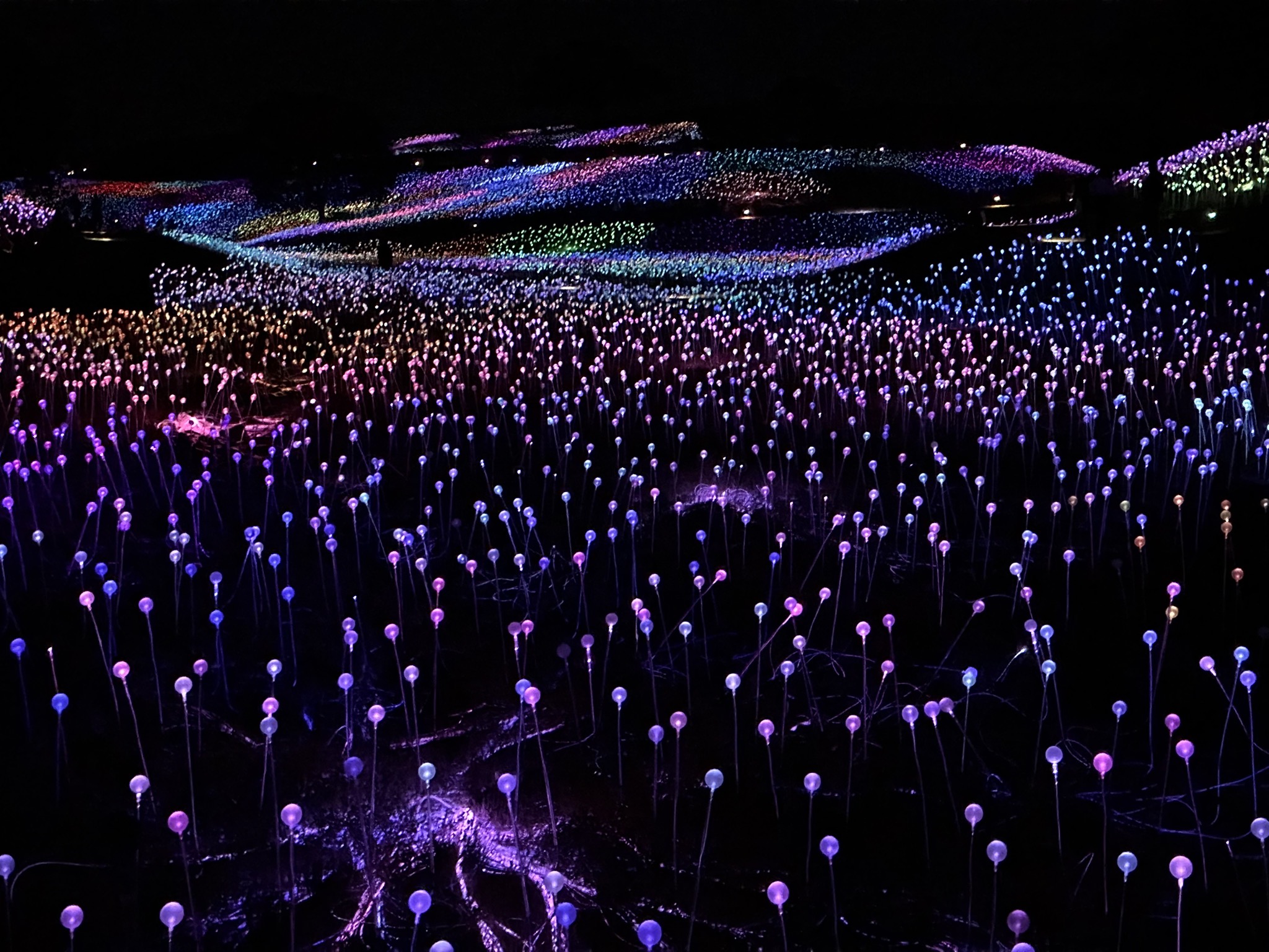 Field of Lights