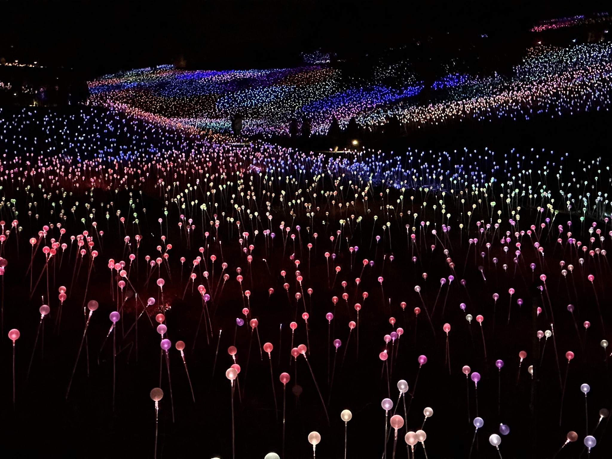 Field of Lights