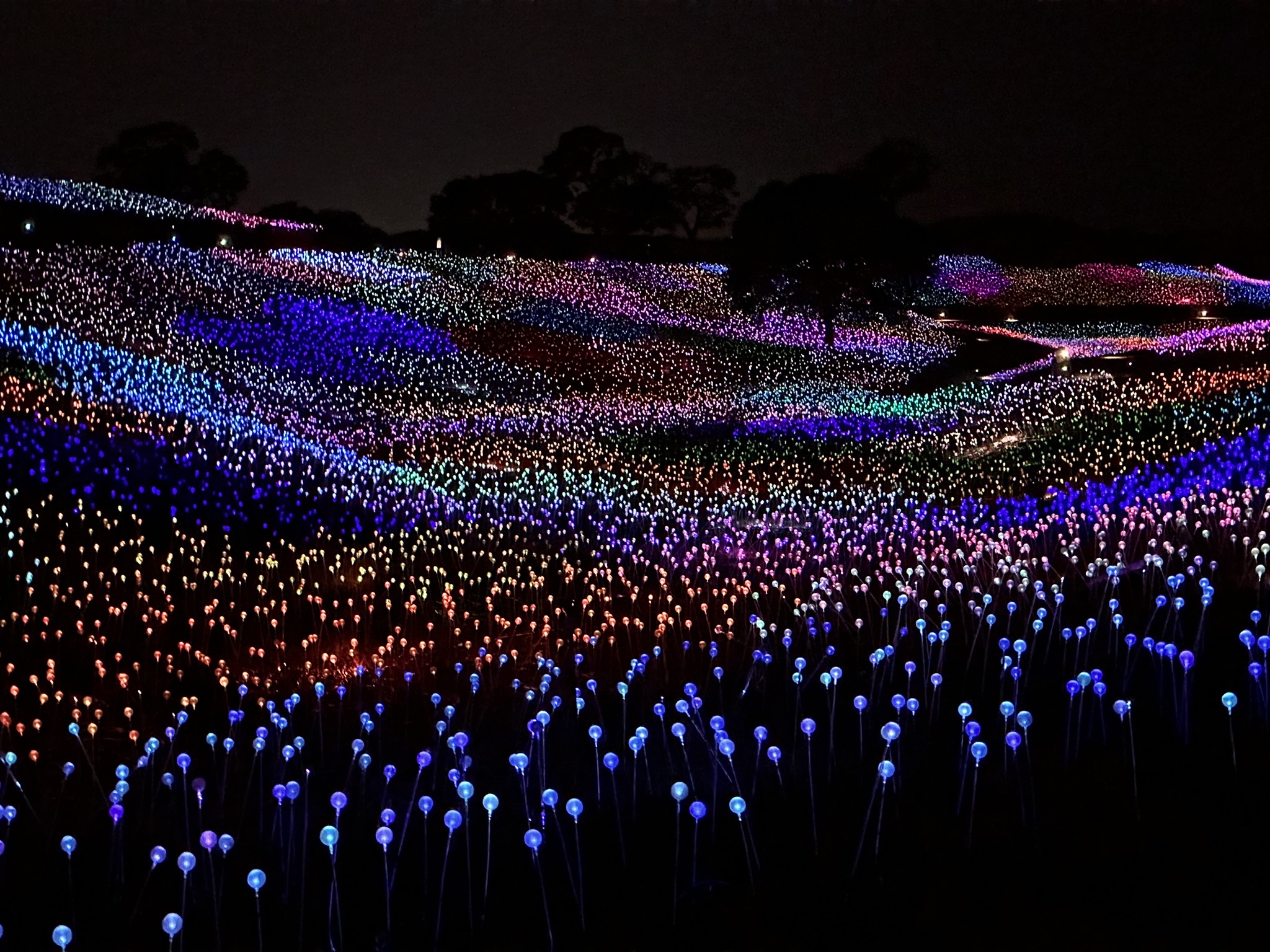 Field of Lights
