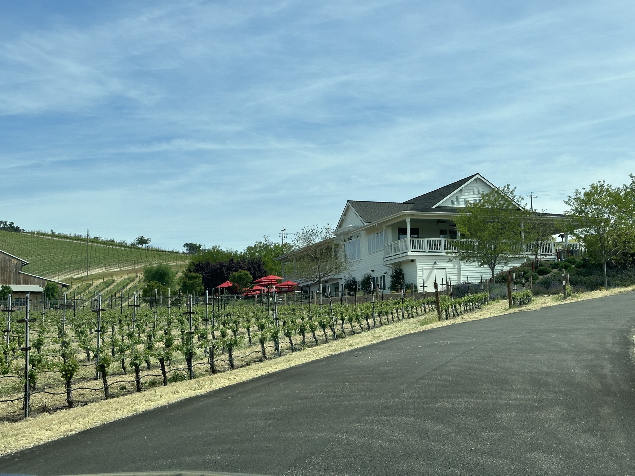 Vineyard