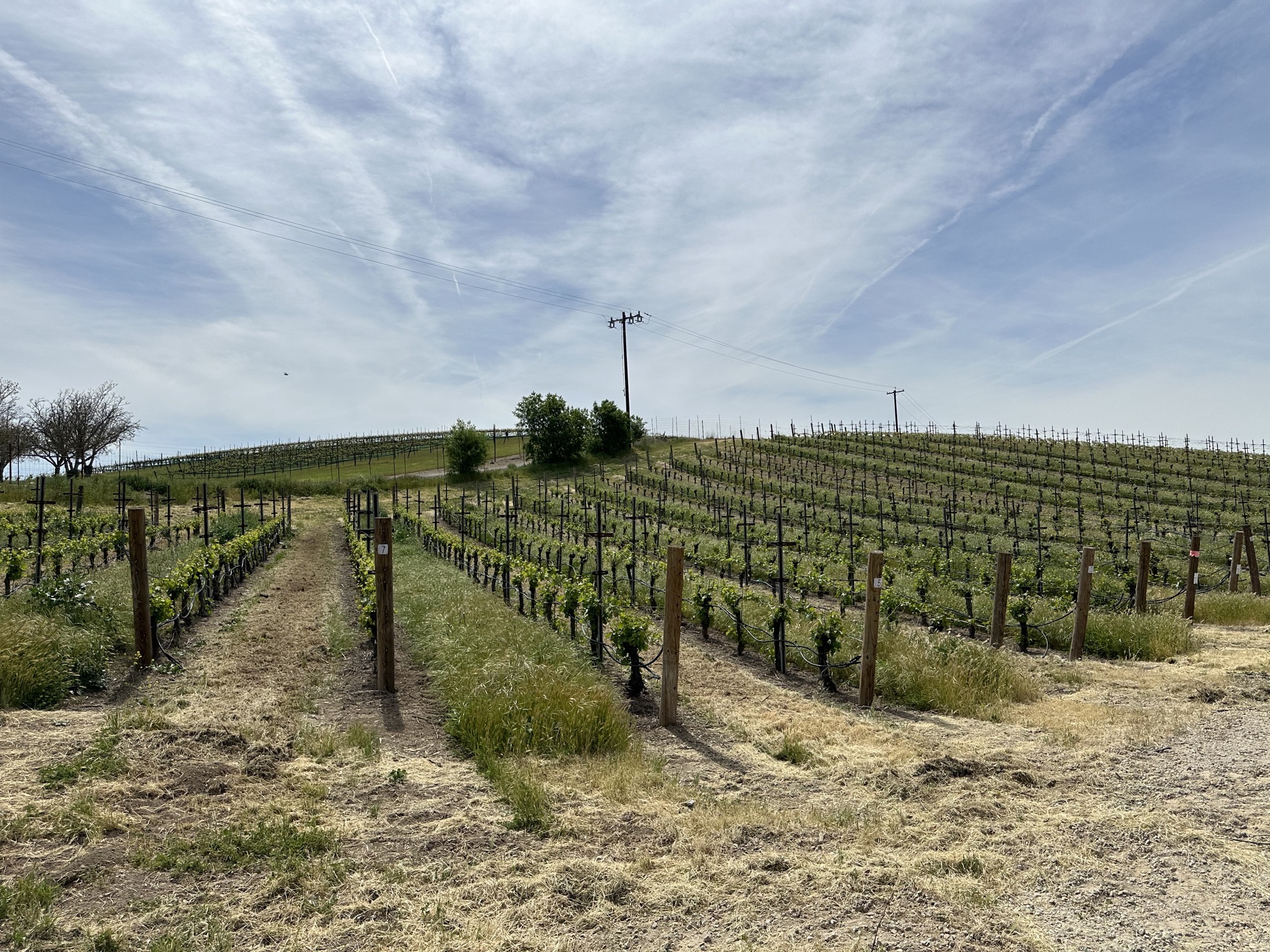 Vineyard