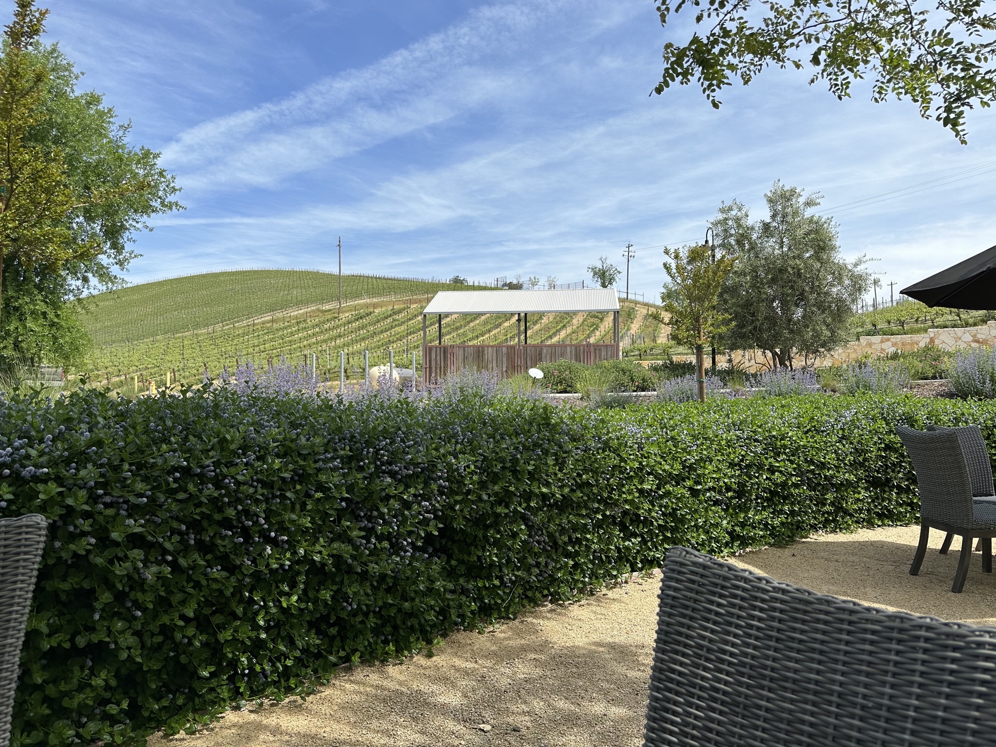 Vineyard