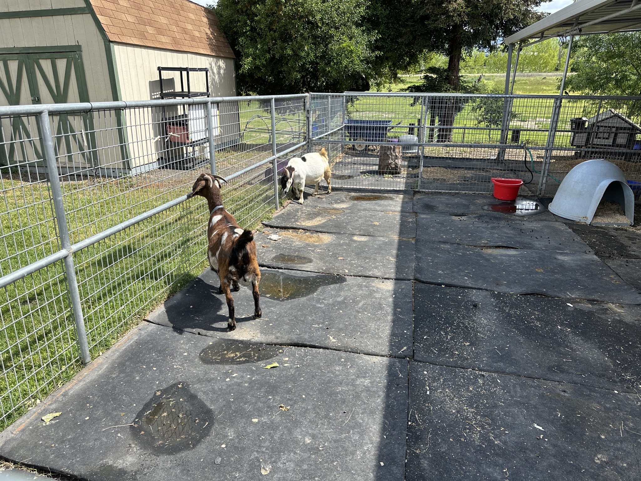 Goats